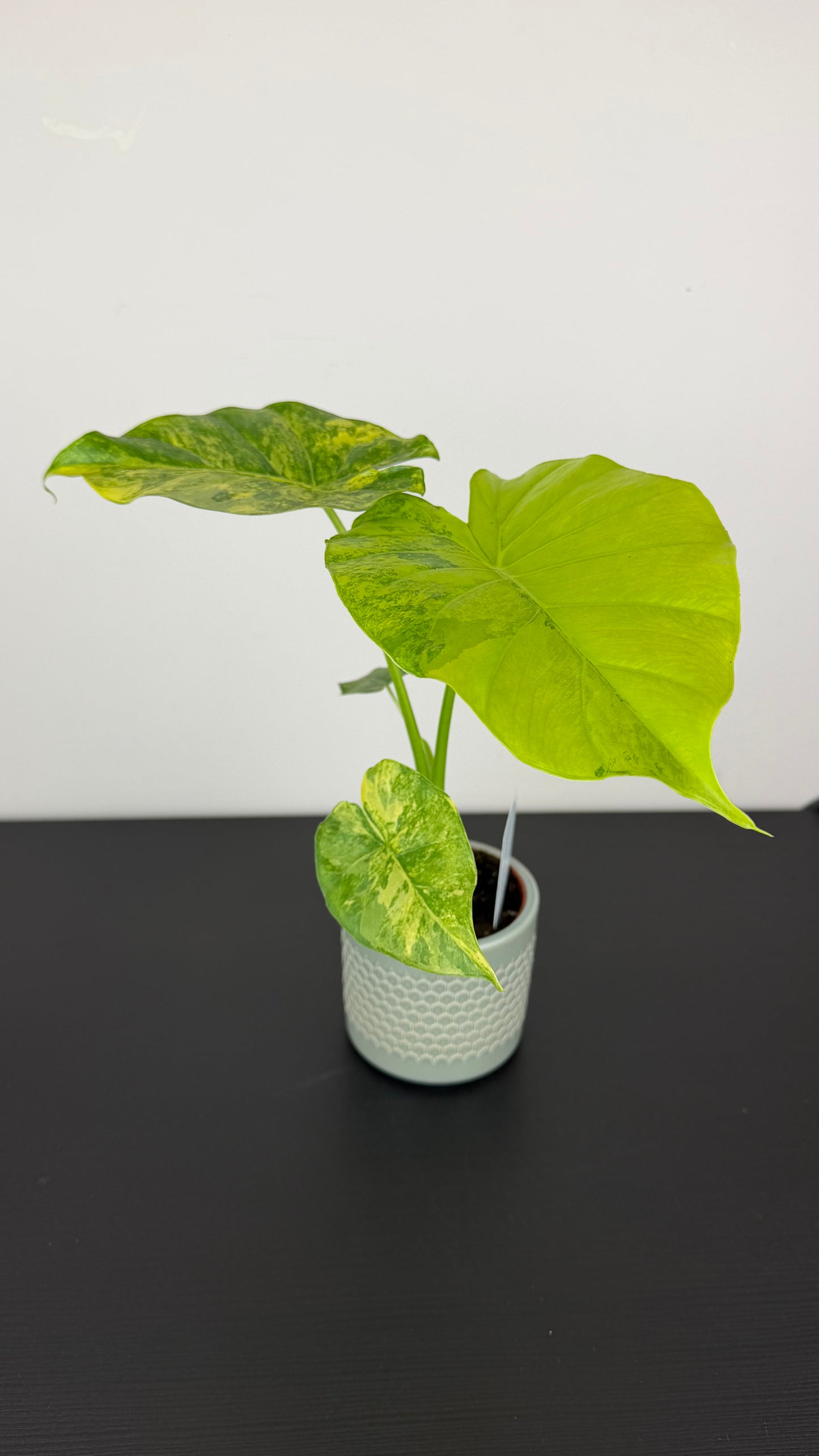 Alocasia Gageana Aurea
