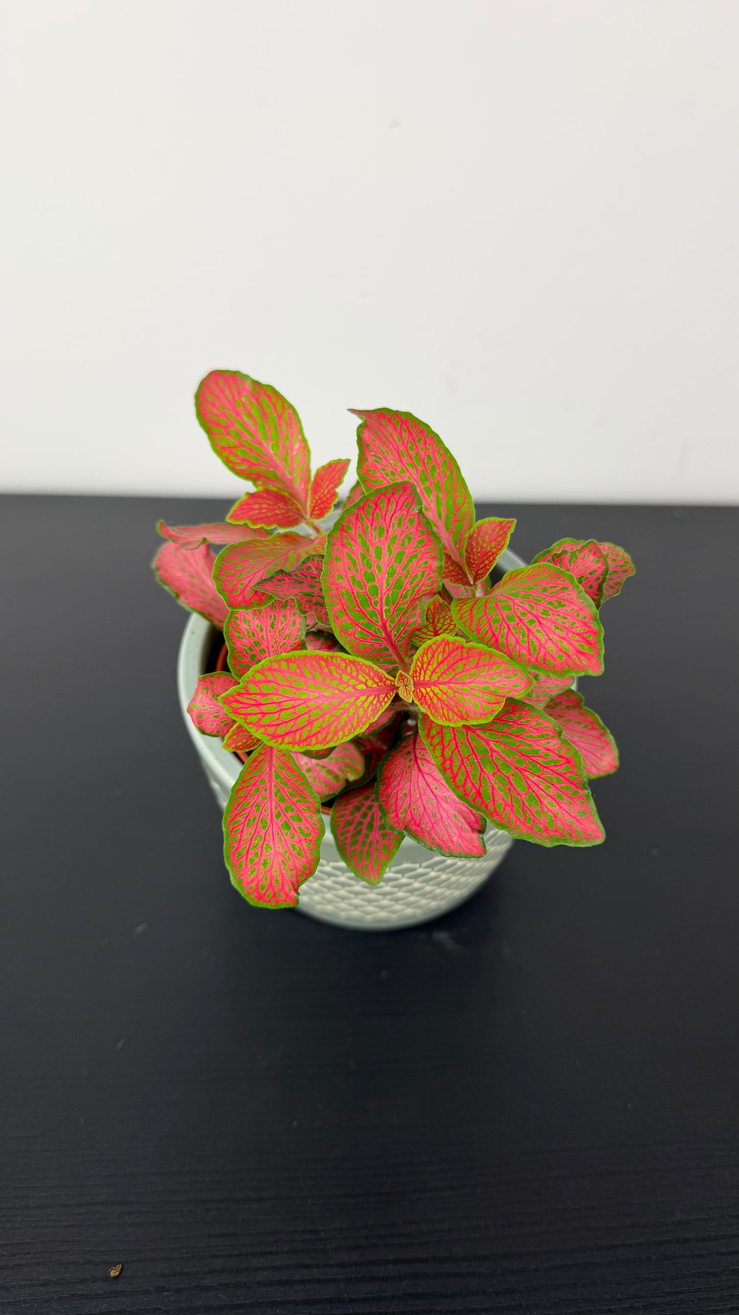 Fittonia 4