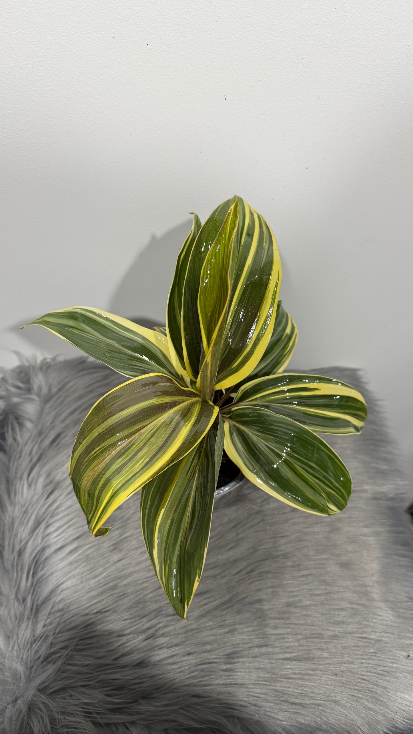 Cordyline 5