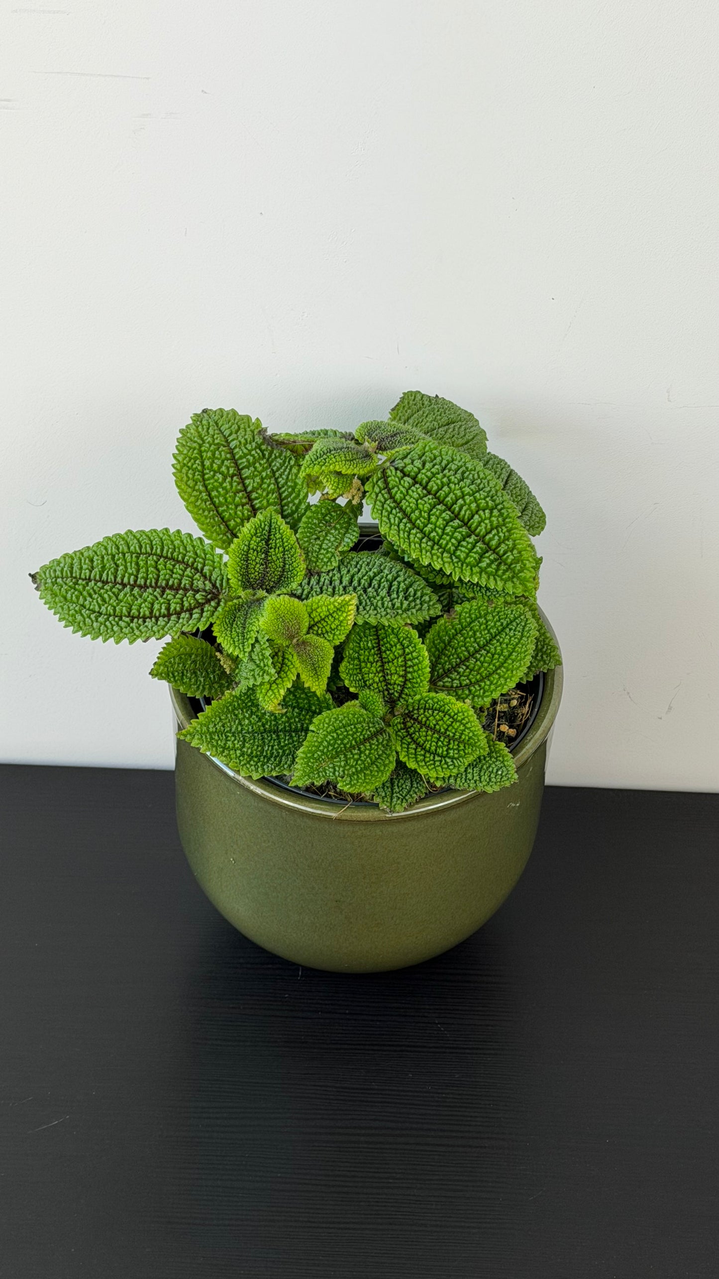 Pilea Moon Valley