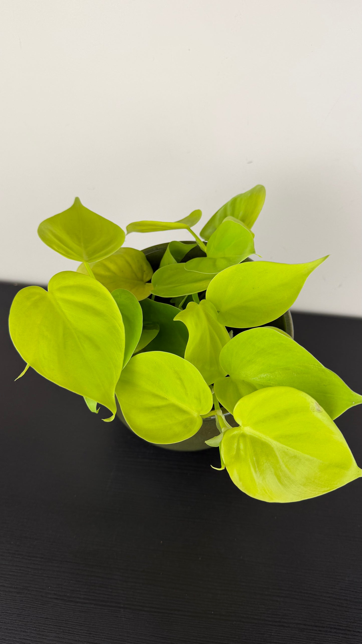 Philodendron scandens micans 'Lime'