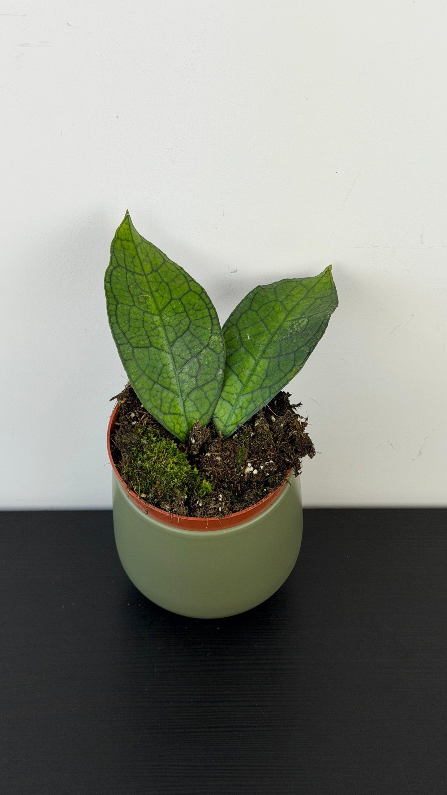 Hoya clemensiorum short Leaf