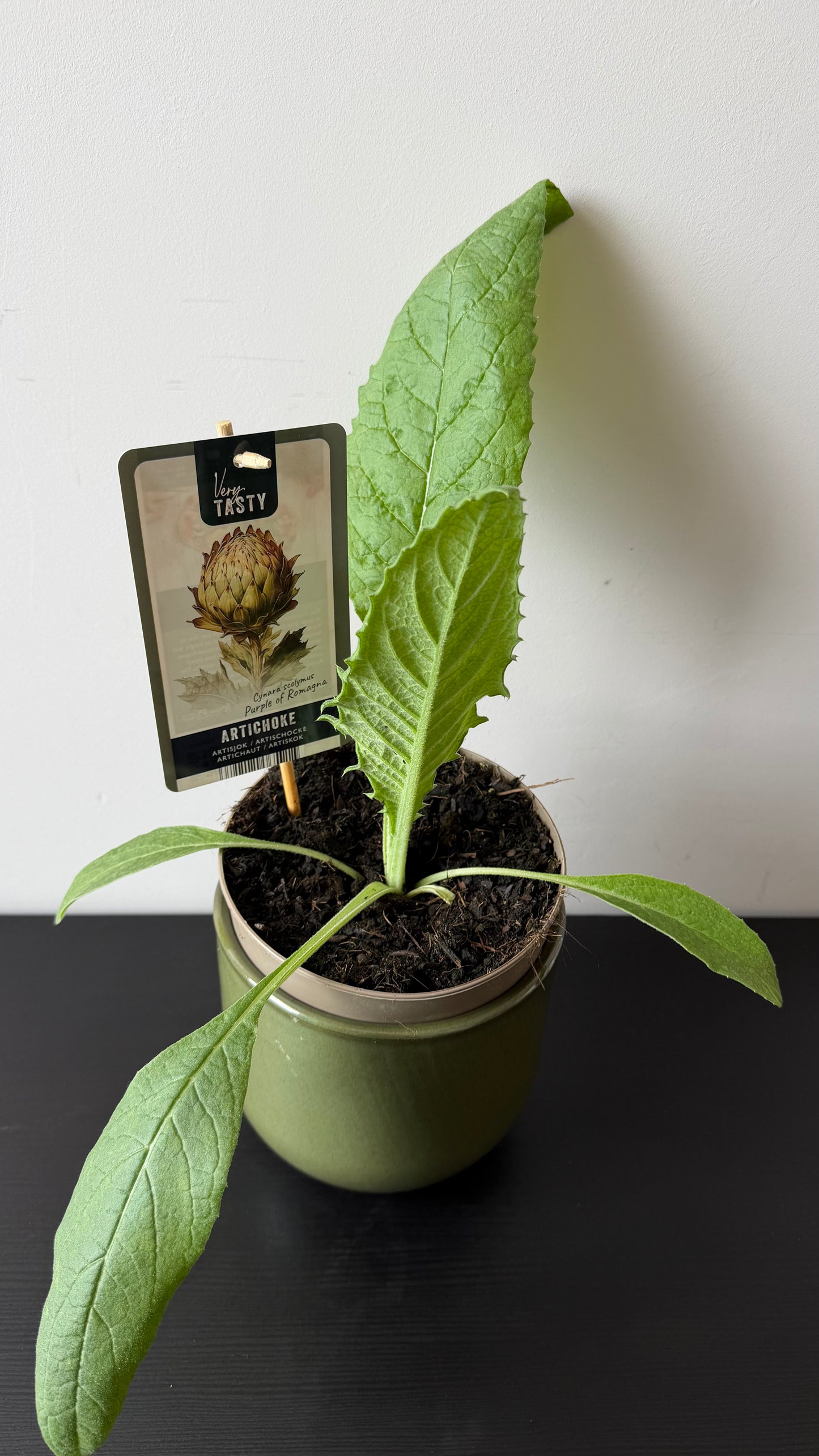 Artichoke