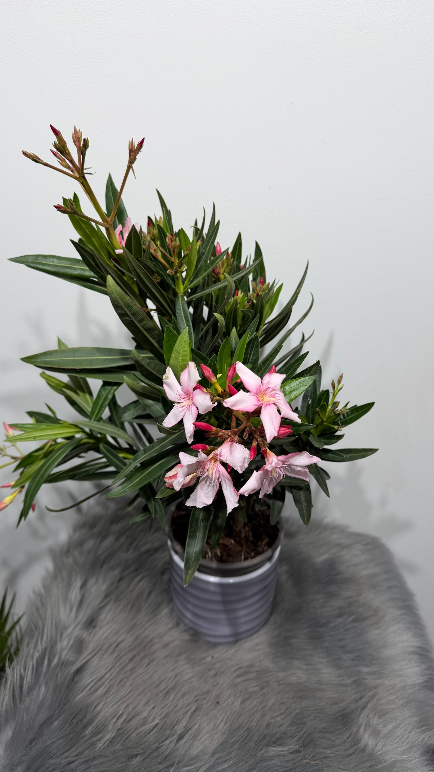 Oleander