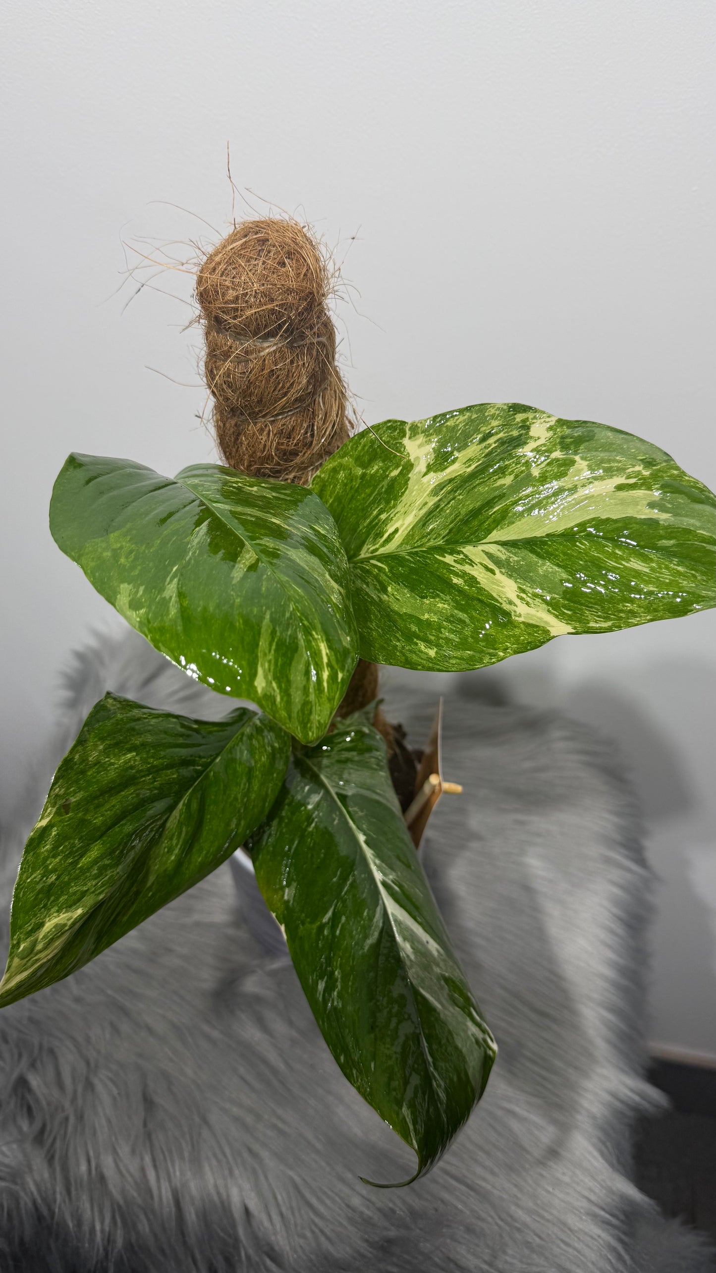 Monstera Lechleriana Variegata