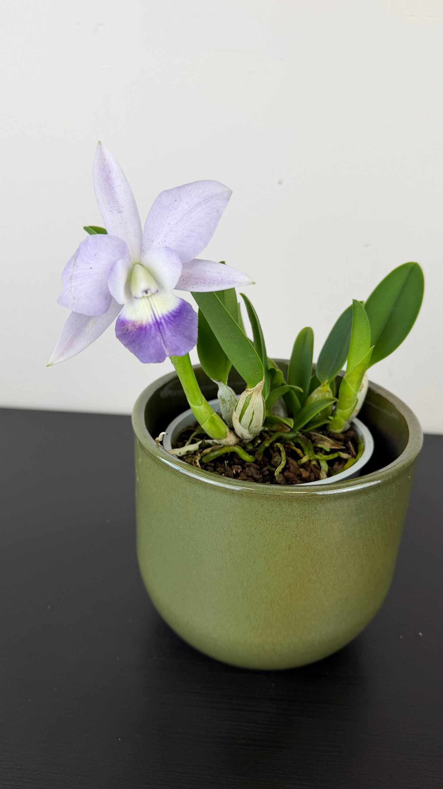 Cattleya 2