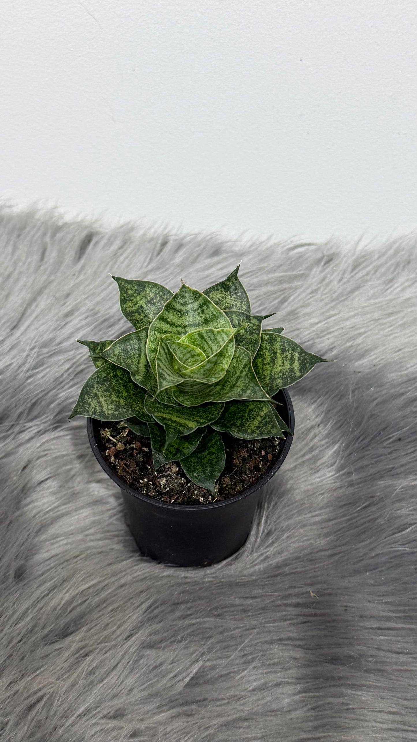 Sansevieria Star Mini Marble