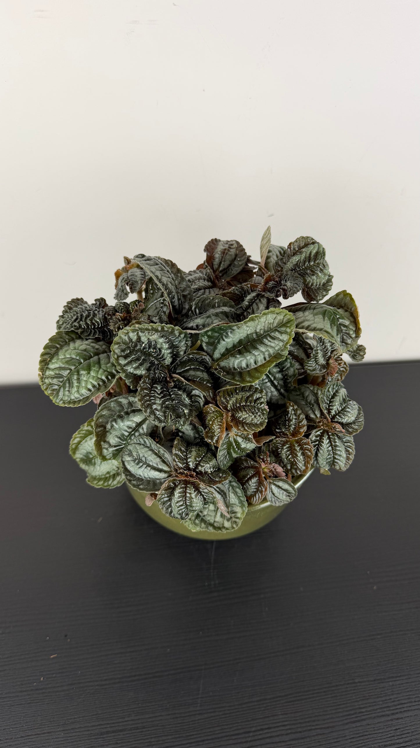 Pilea Norfolk
