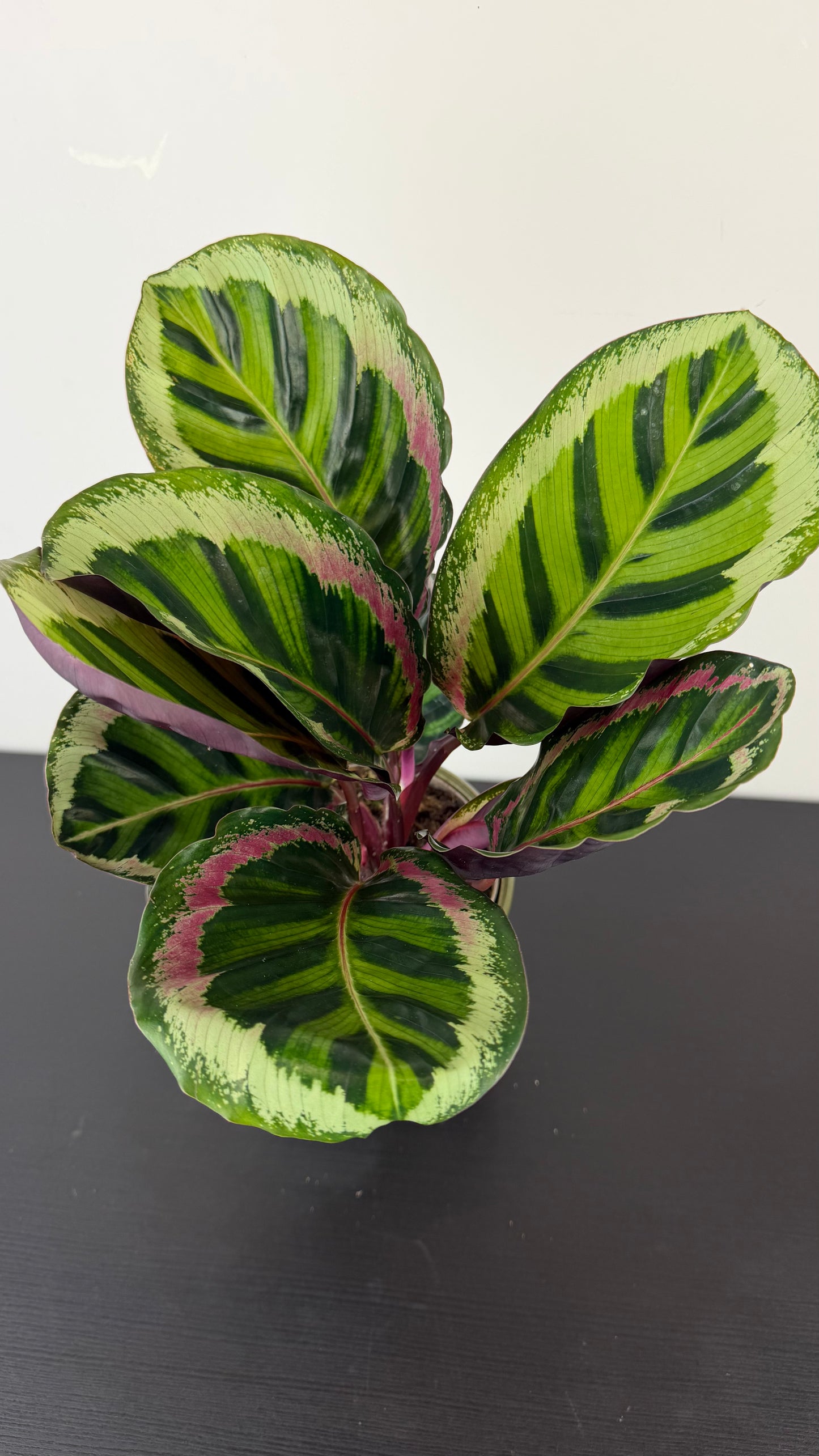 Calathea 5