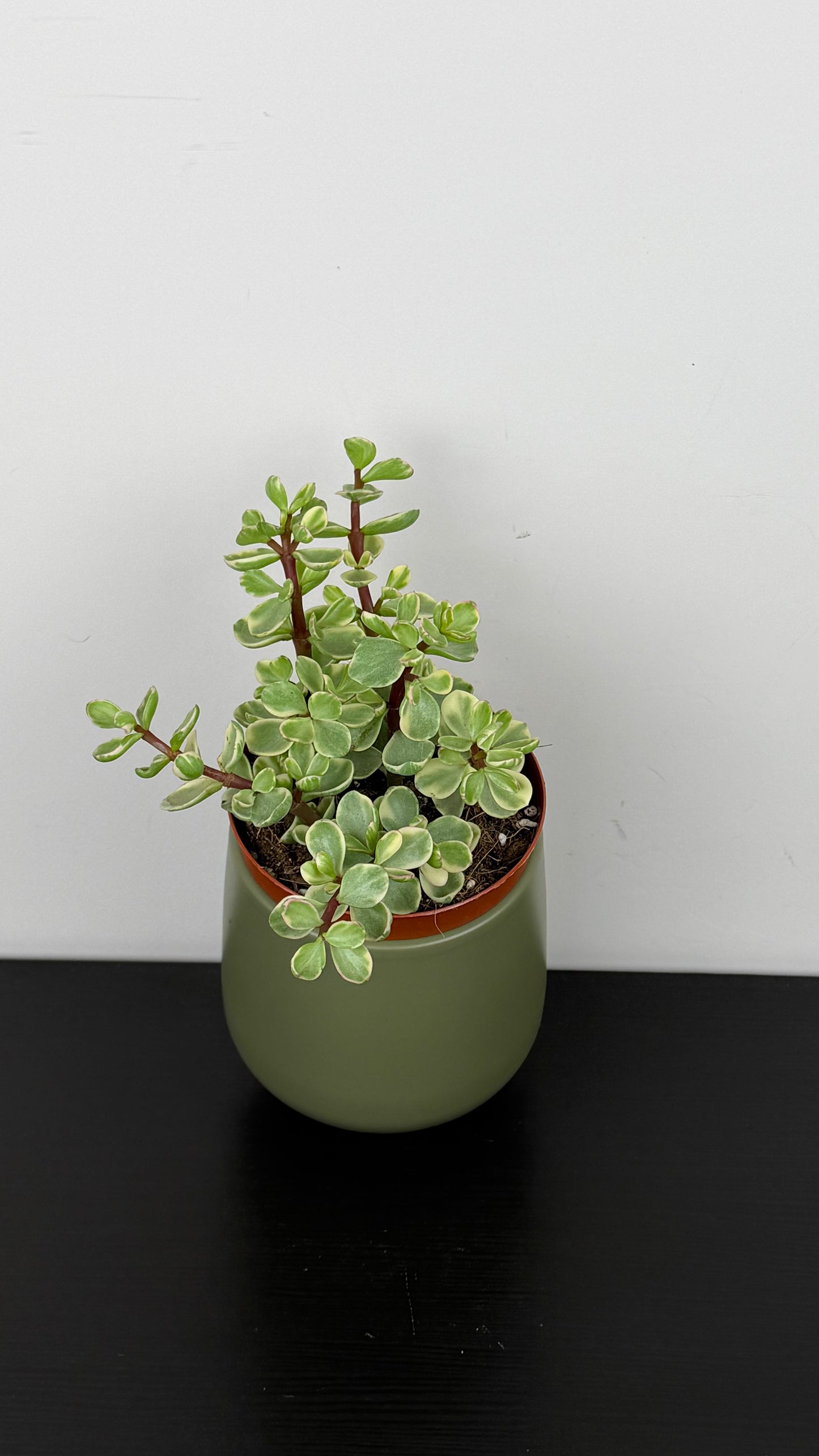 Portulacaria Afra Variegata