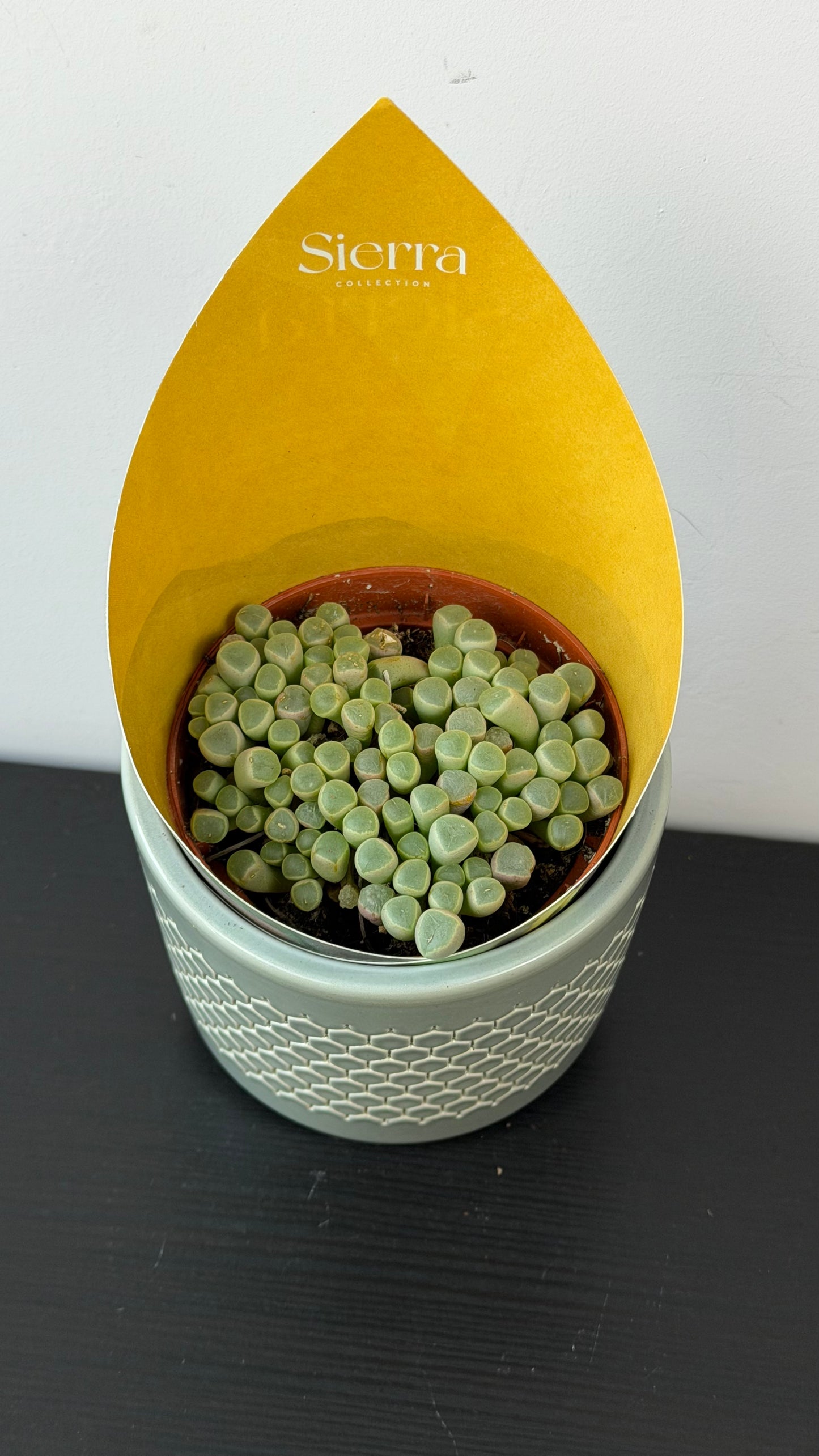 Lithops 2