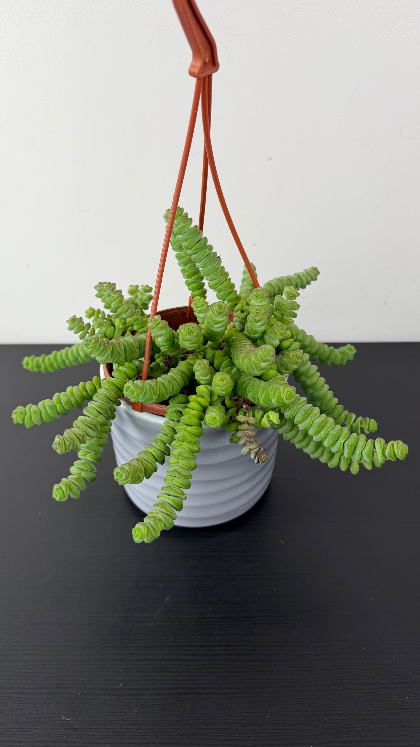 Crassula Marnieriana