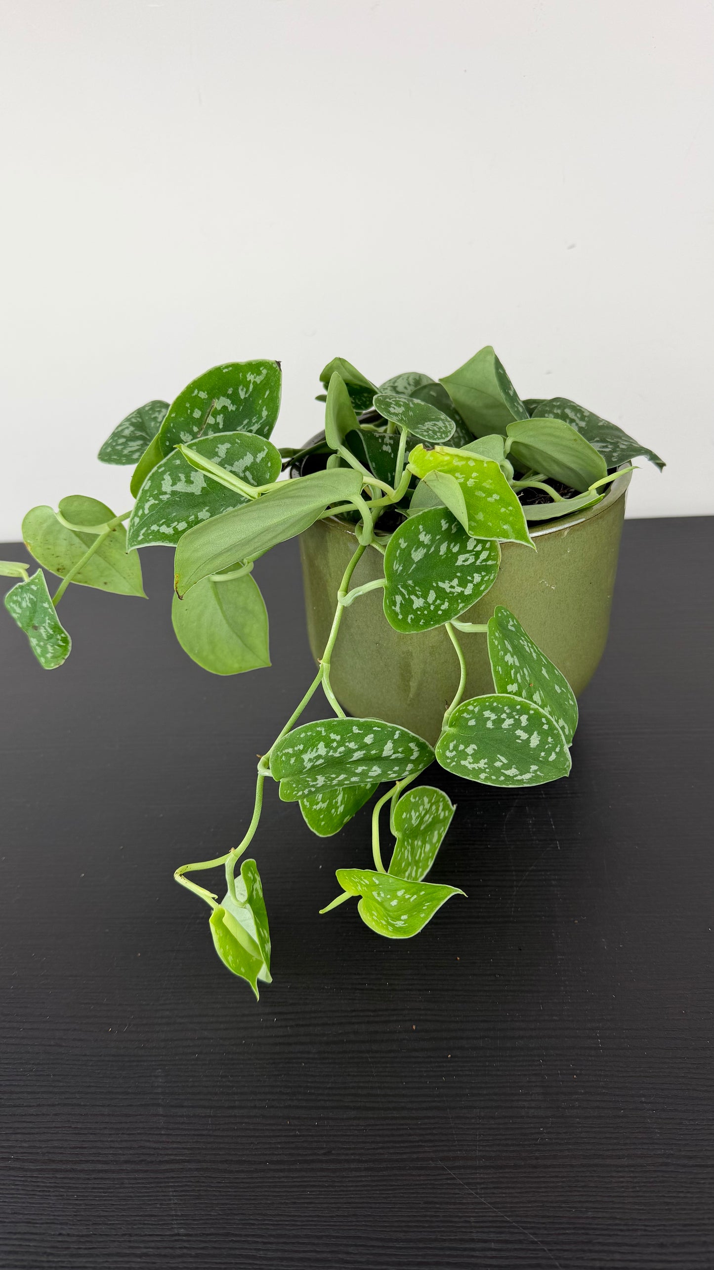 Scindapsus Pictus Silver Ann