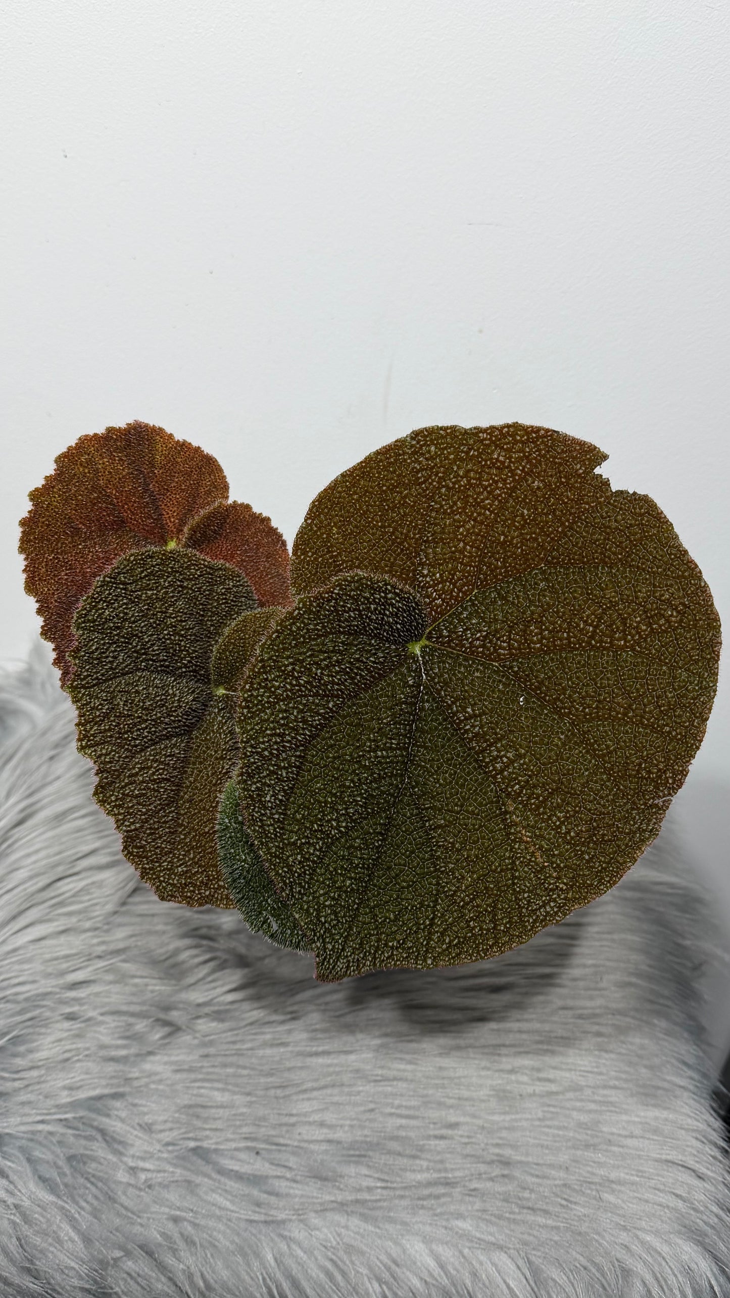 Begonia Masoniana