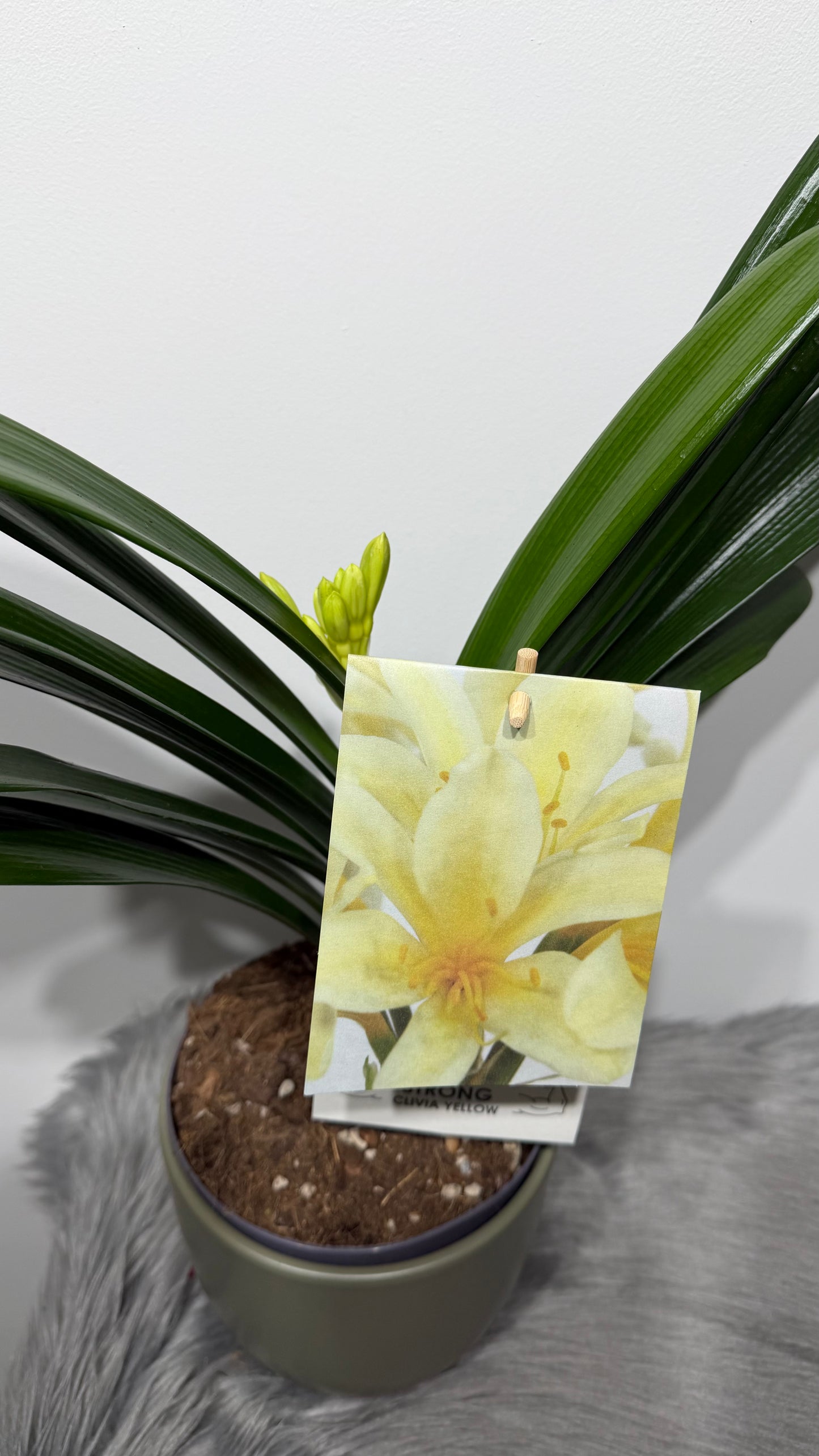 Clivia Yellow