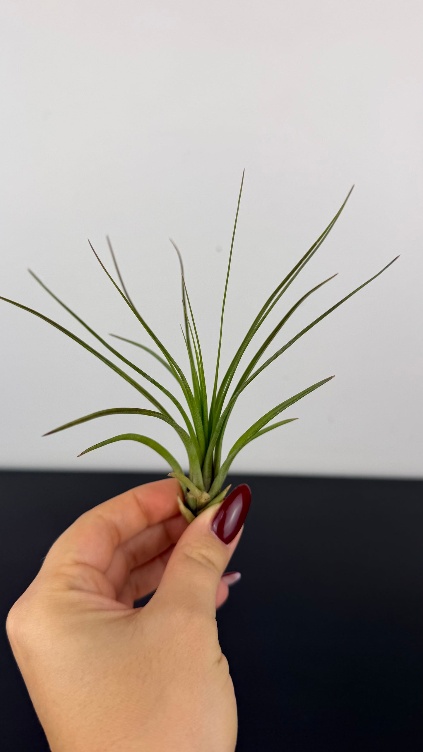 Tillandsia Air plant 12