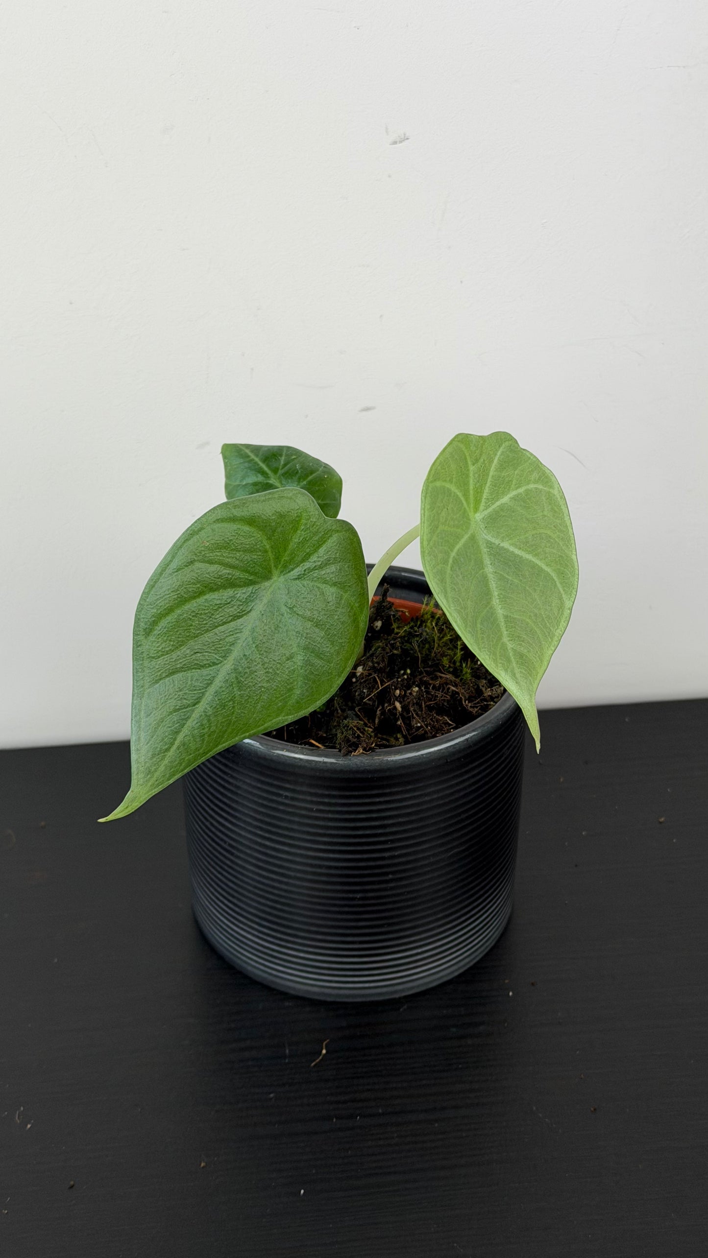 Alocasia Maharani
