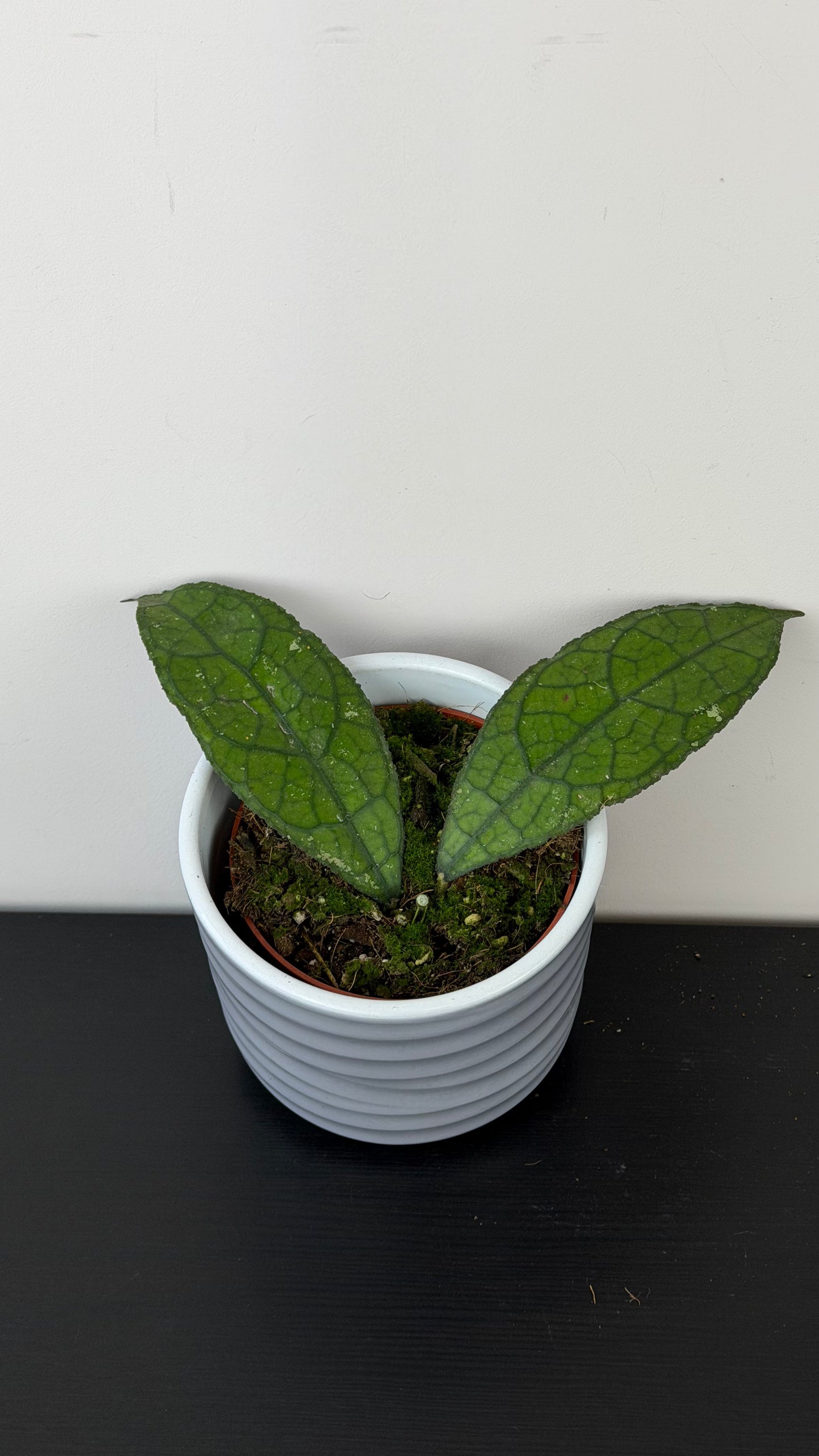 Hoya clemensiorum Dark leaf