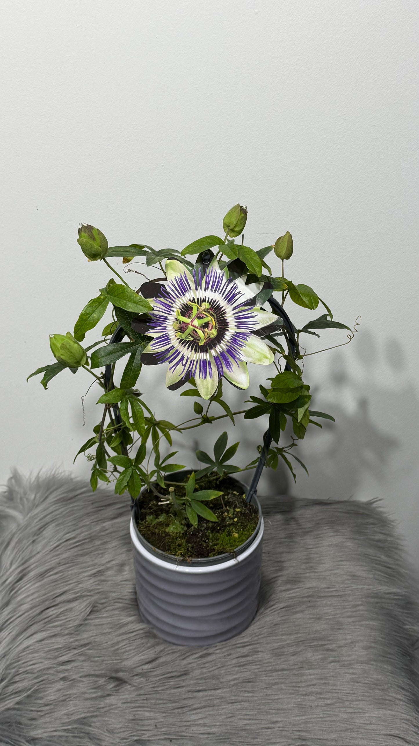 Passiflora Caerulea
