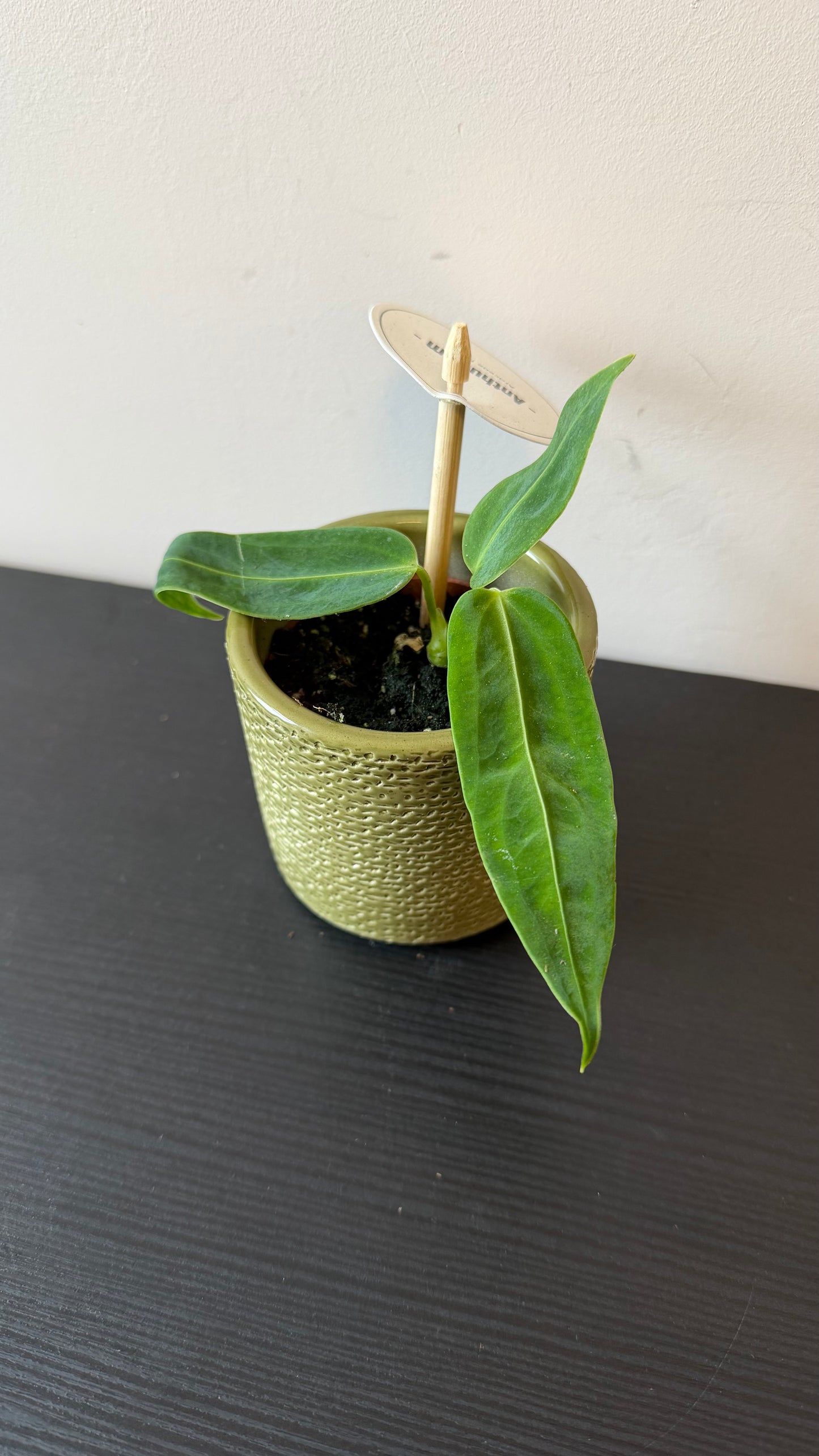 Anthurium Warocqueanum