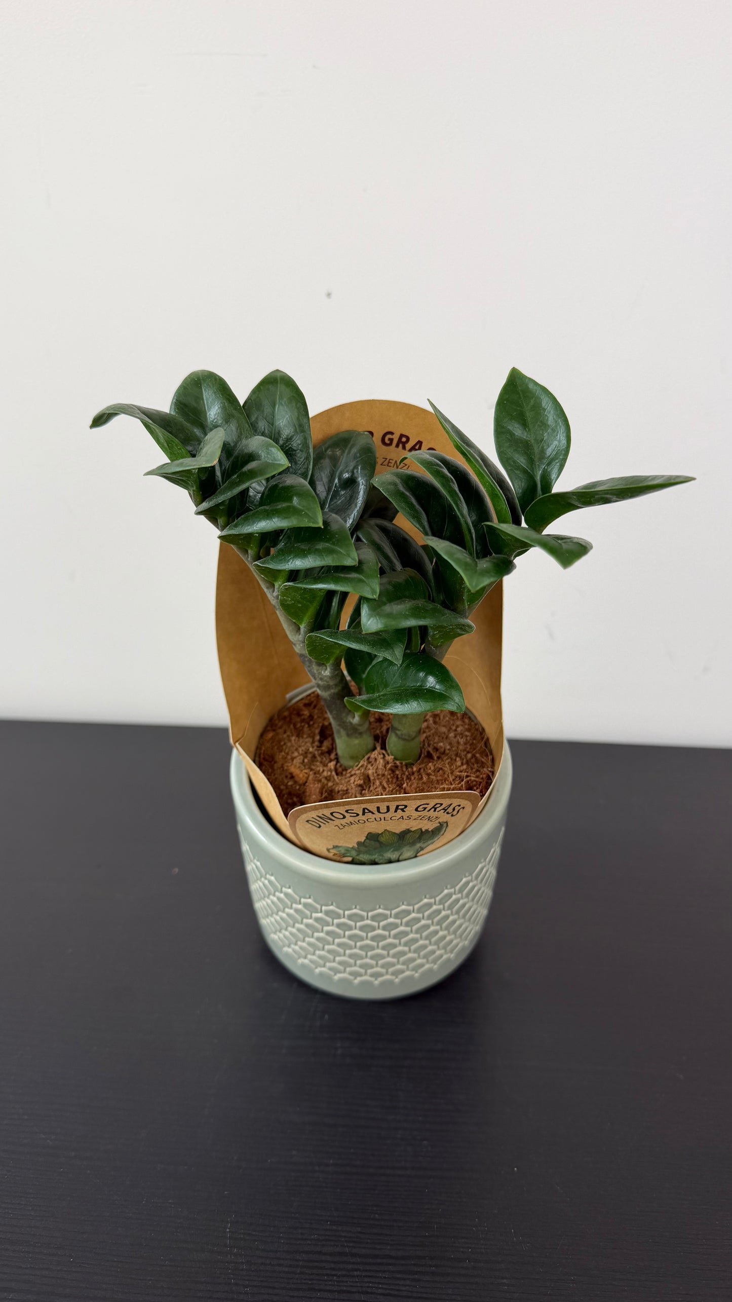 Zamioculcas Zenzi