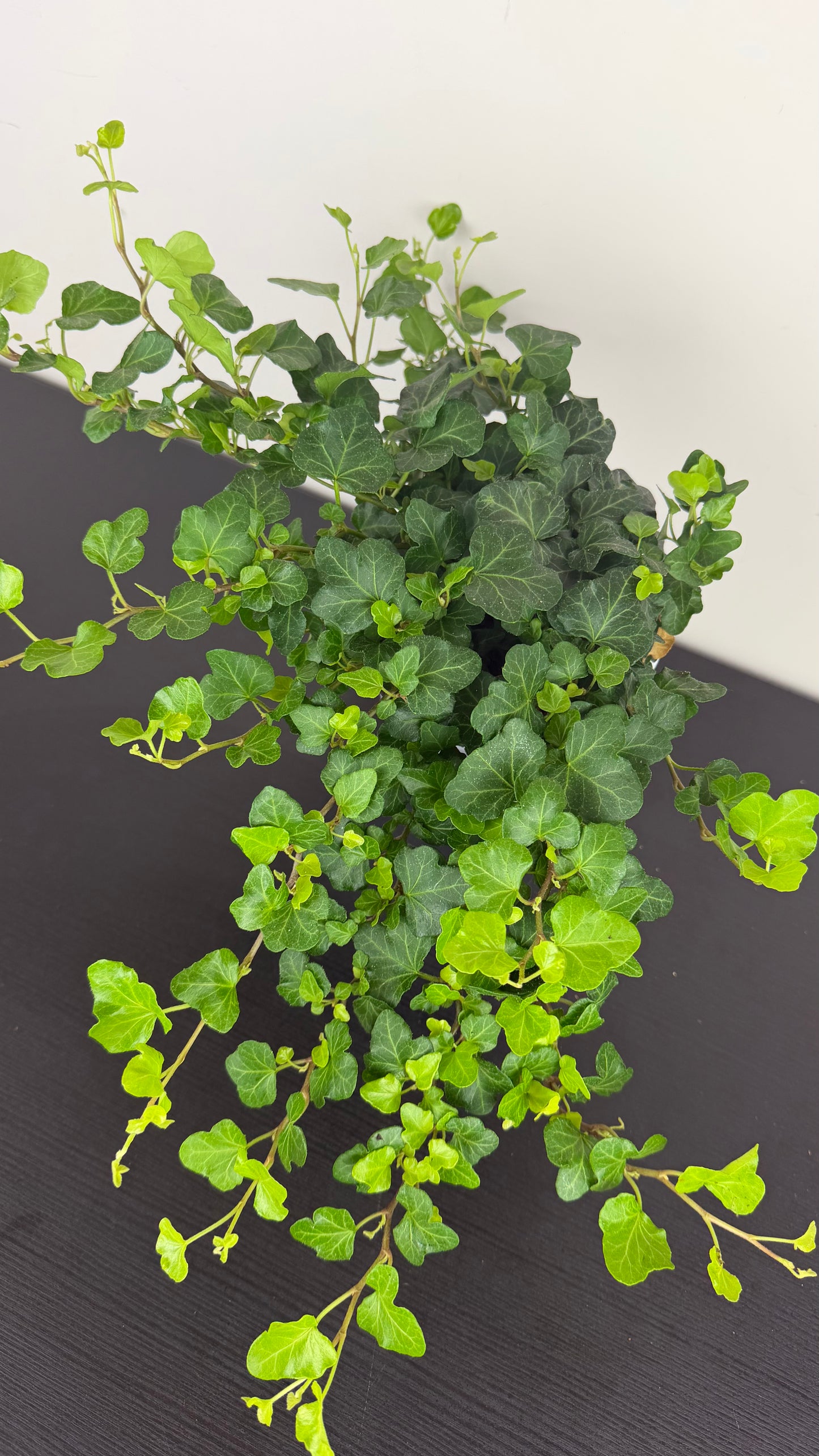 Ivy