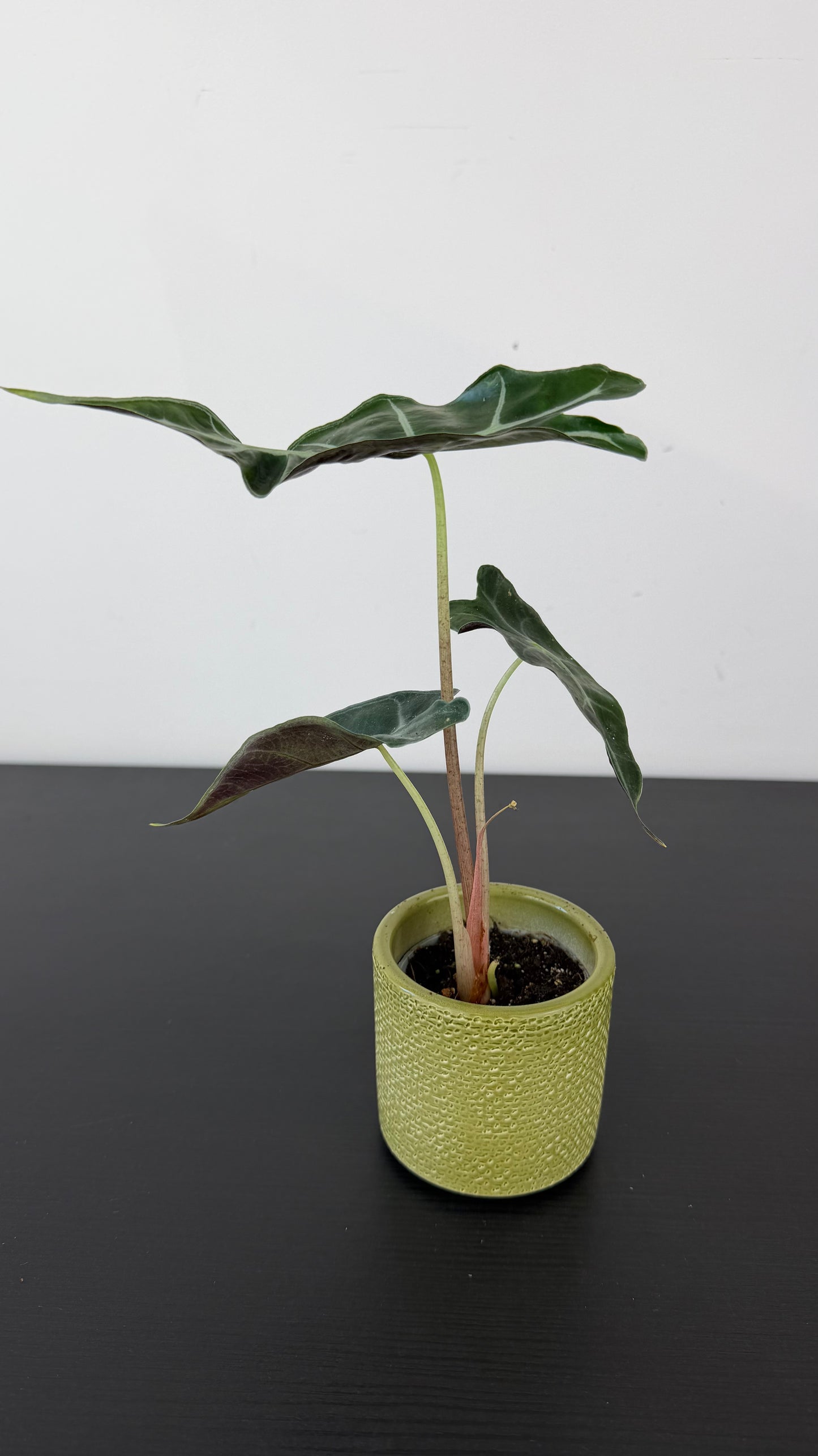 Alocasia Longiloba Dwarf