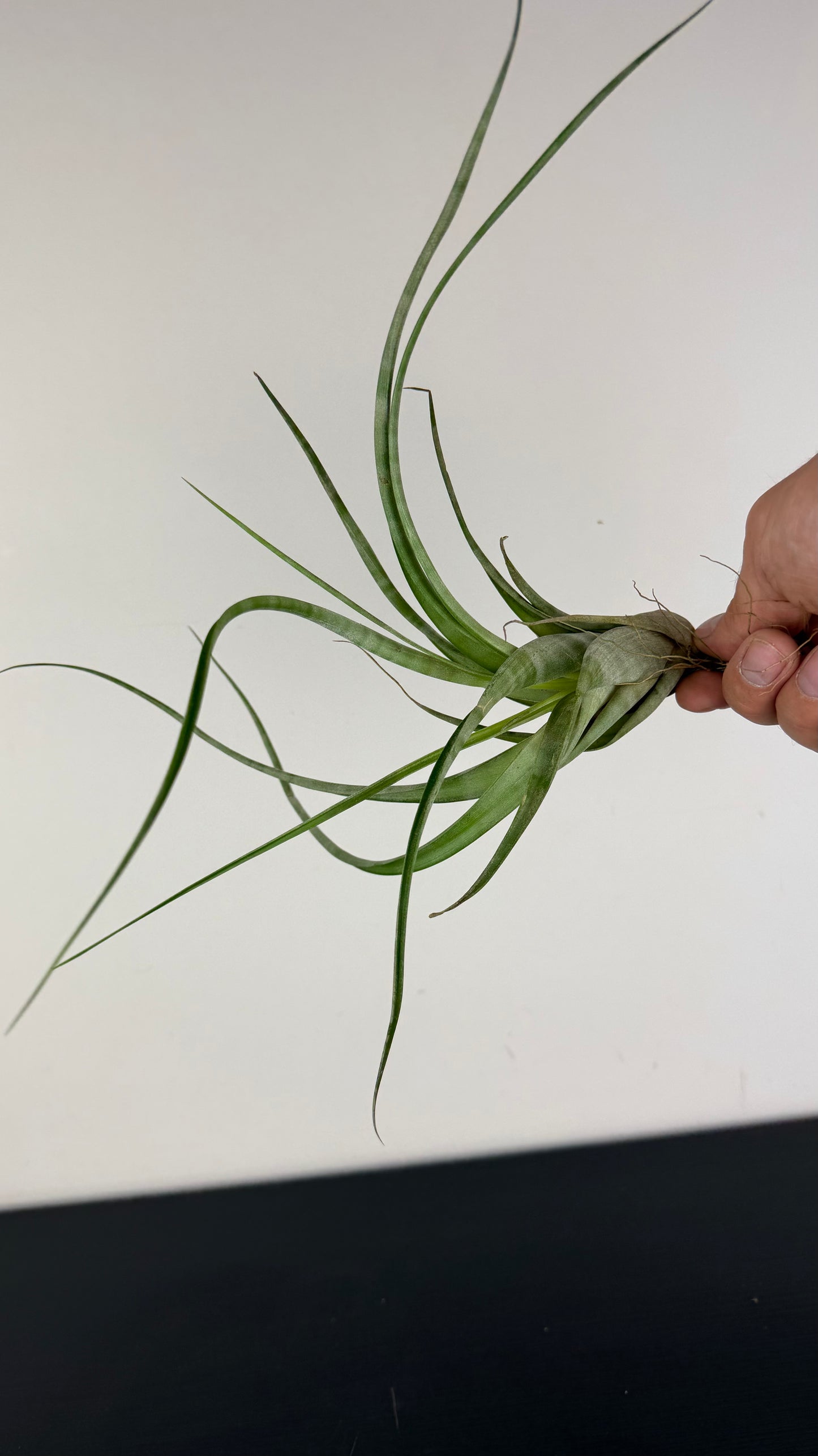 Tillandsia Air plant 4