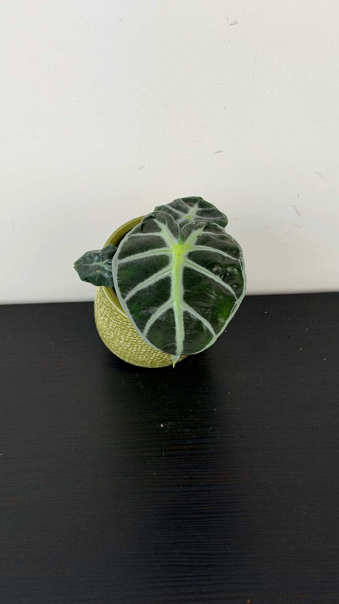 Alocasia Balloon Heart