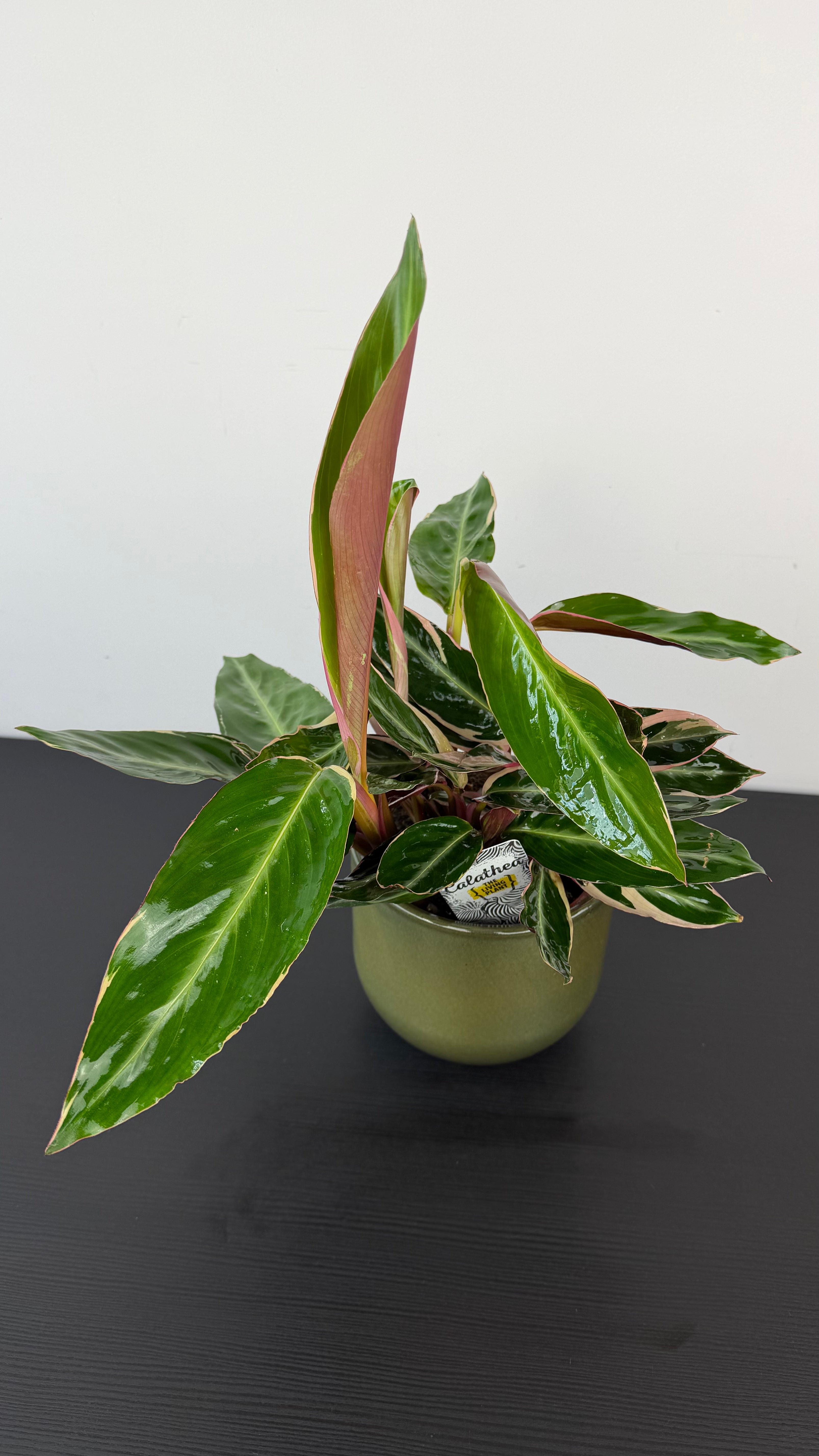 Stromanthe Triostar – www.augi-plants.lv