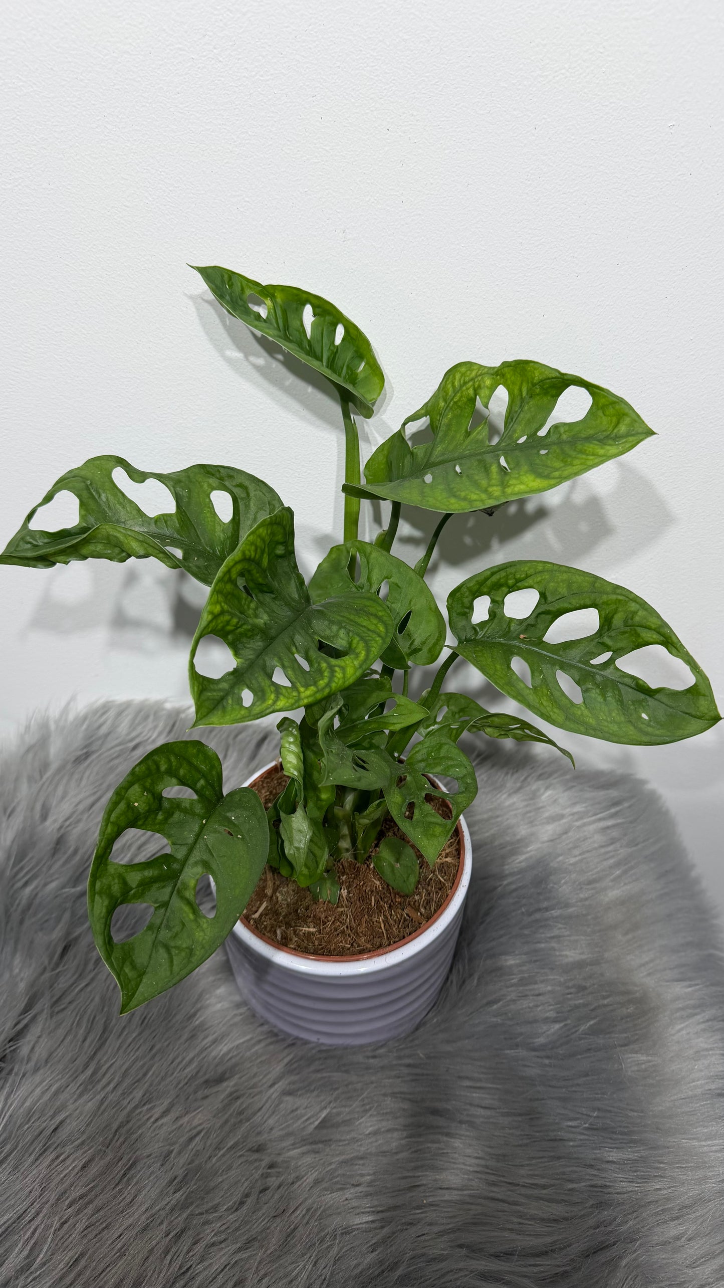 Monstera Adansonii