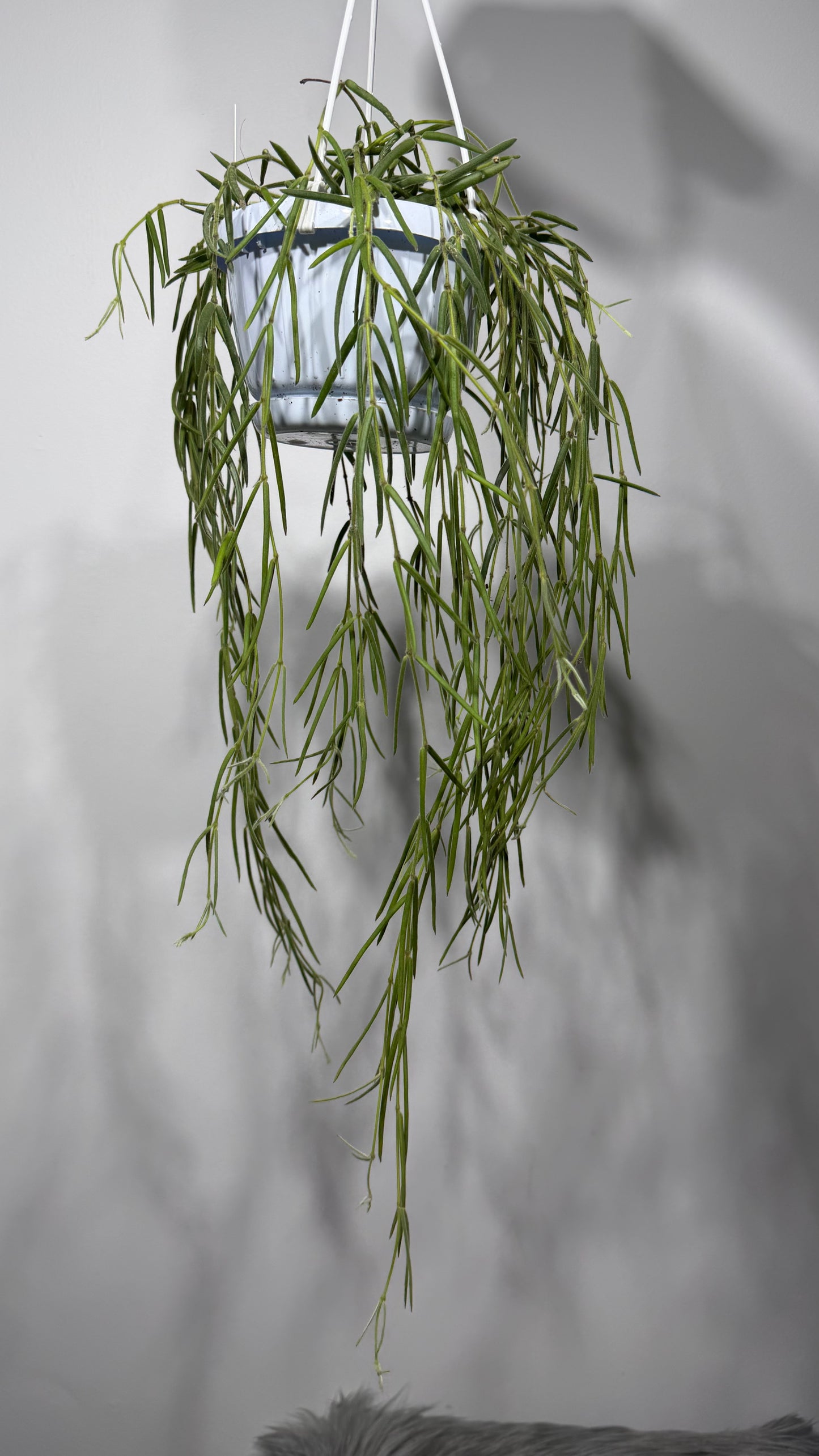 Hoya linearis