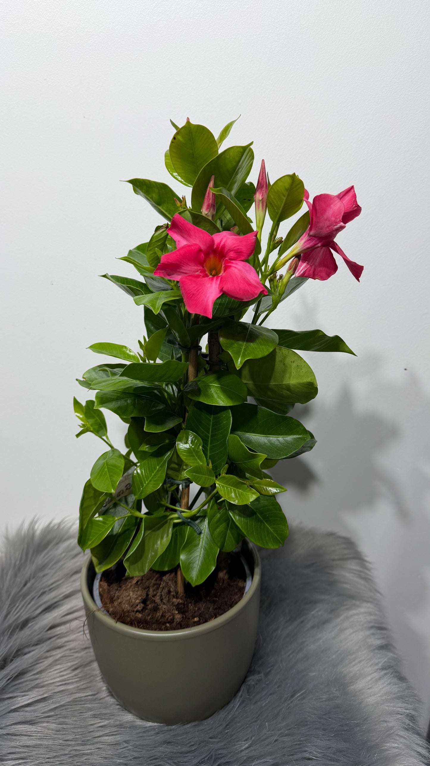 Mandevilla Coral Pink