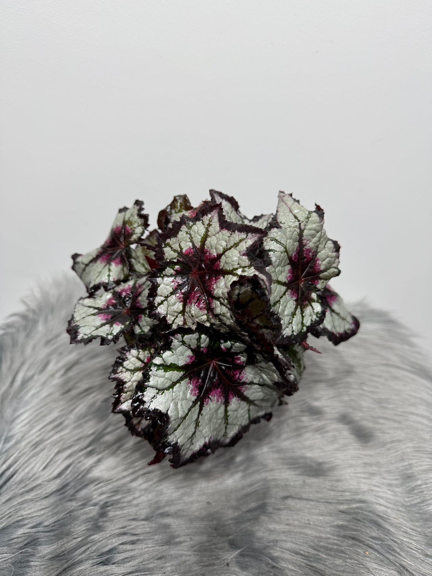 Begonia Rex 10