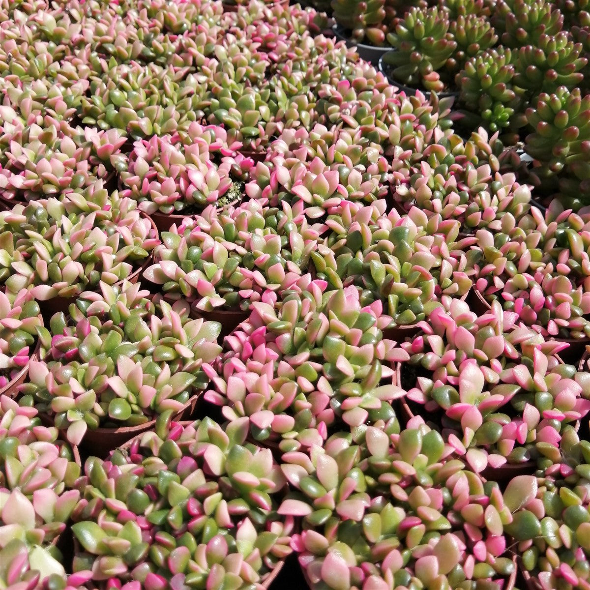 Anacampseros rufescens variegata – www.augi-plants.lv