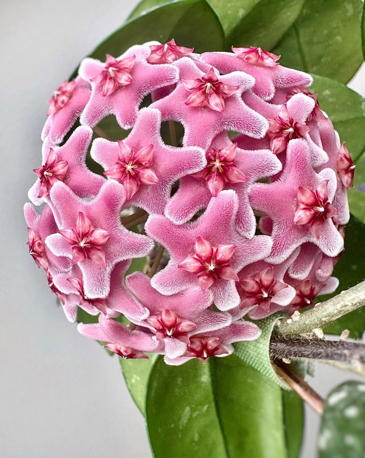 Hoya Freckles Splash