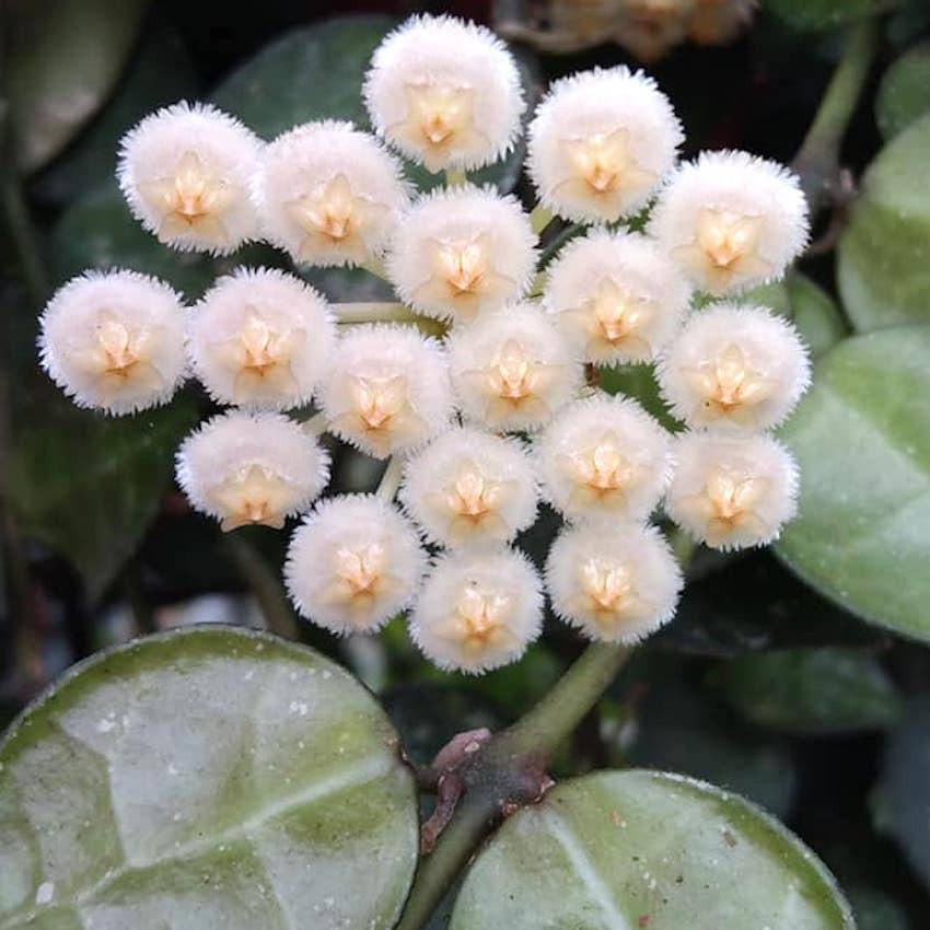 Hoya krohniana 'Eskimo' - www.augi-plants.lv