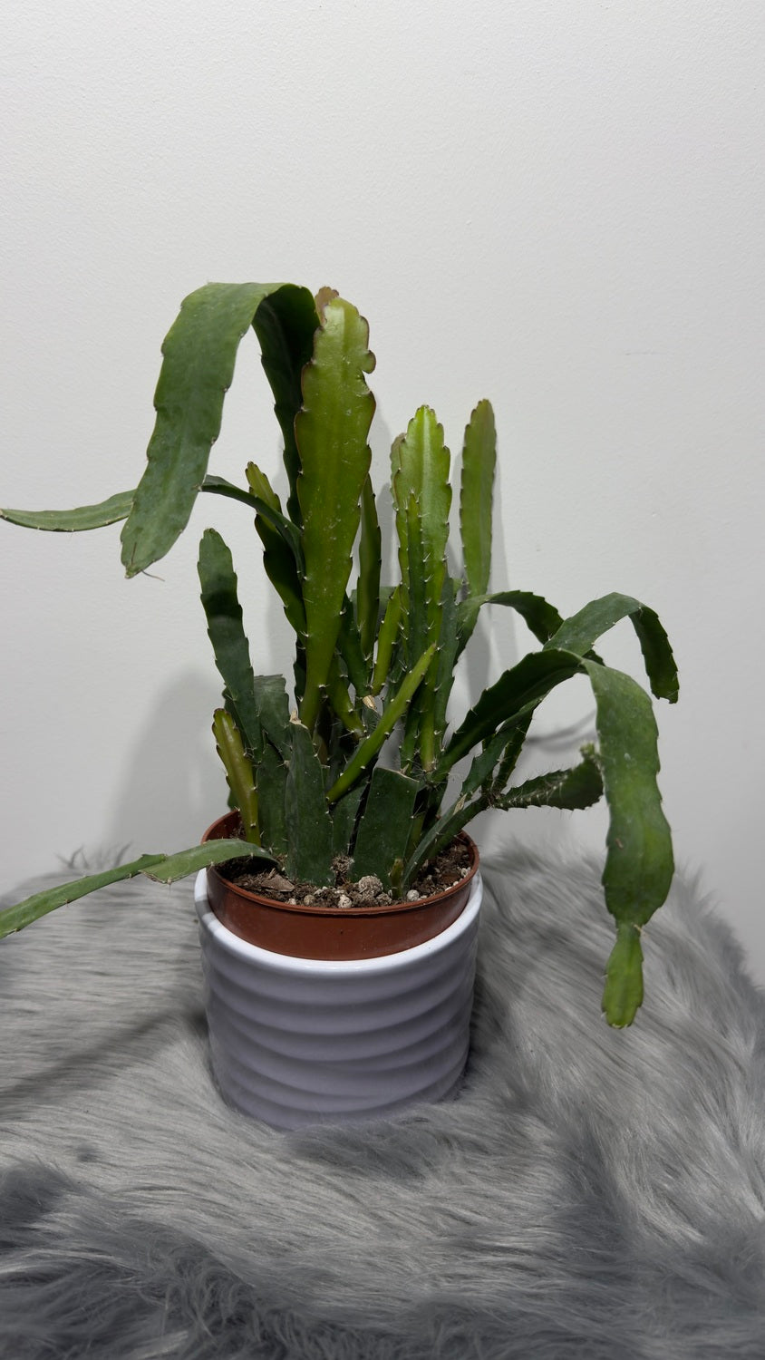 Epiphyllum Red Tip - www.augi-plants.lv