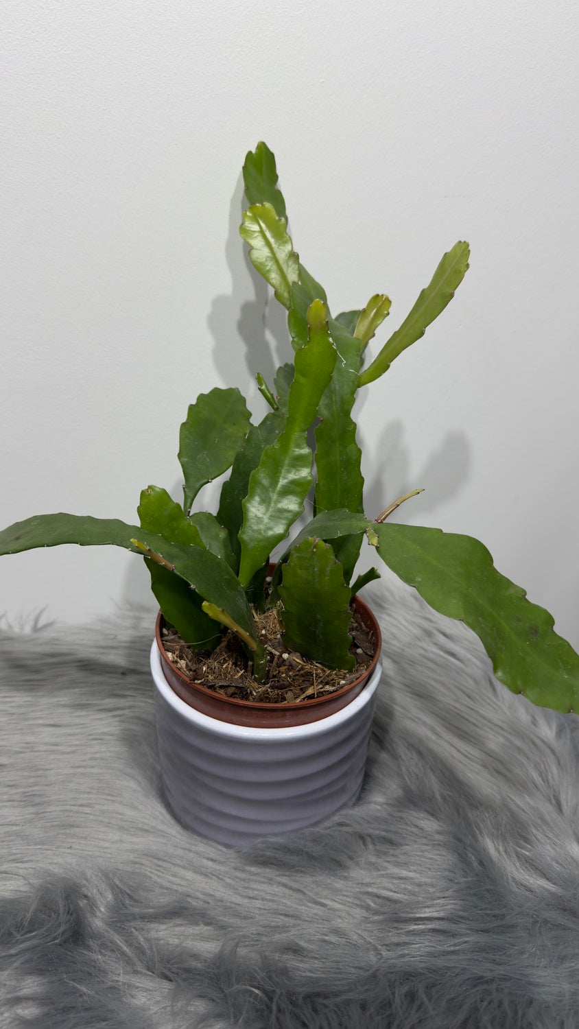 Epiphyllum Fruhlings Gold - www.augi-plants.lv