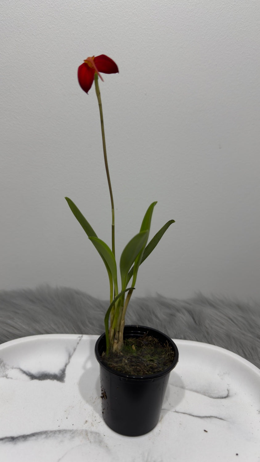 Orhideja Masdavallia 1 - www.augi-plants.lv