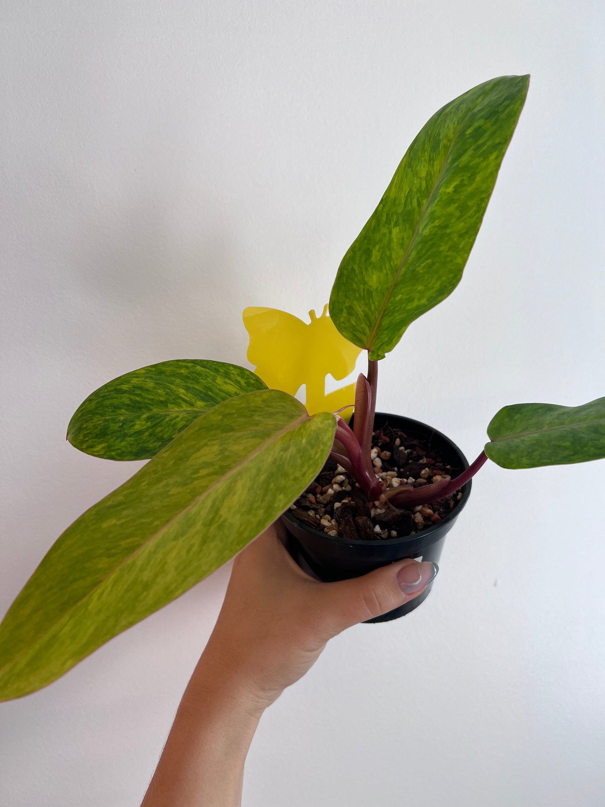 Līmes vairogi trūdodiņiem un tripšiem - www.augi-plants.lv