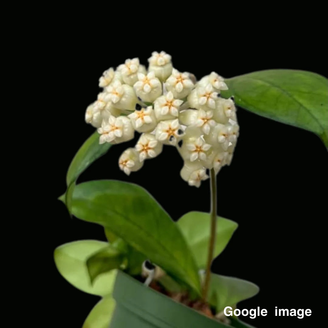 Hoya Crassipetiolata Splash