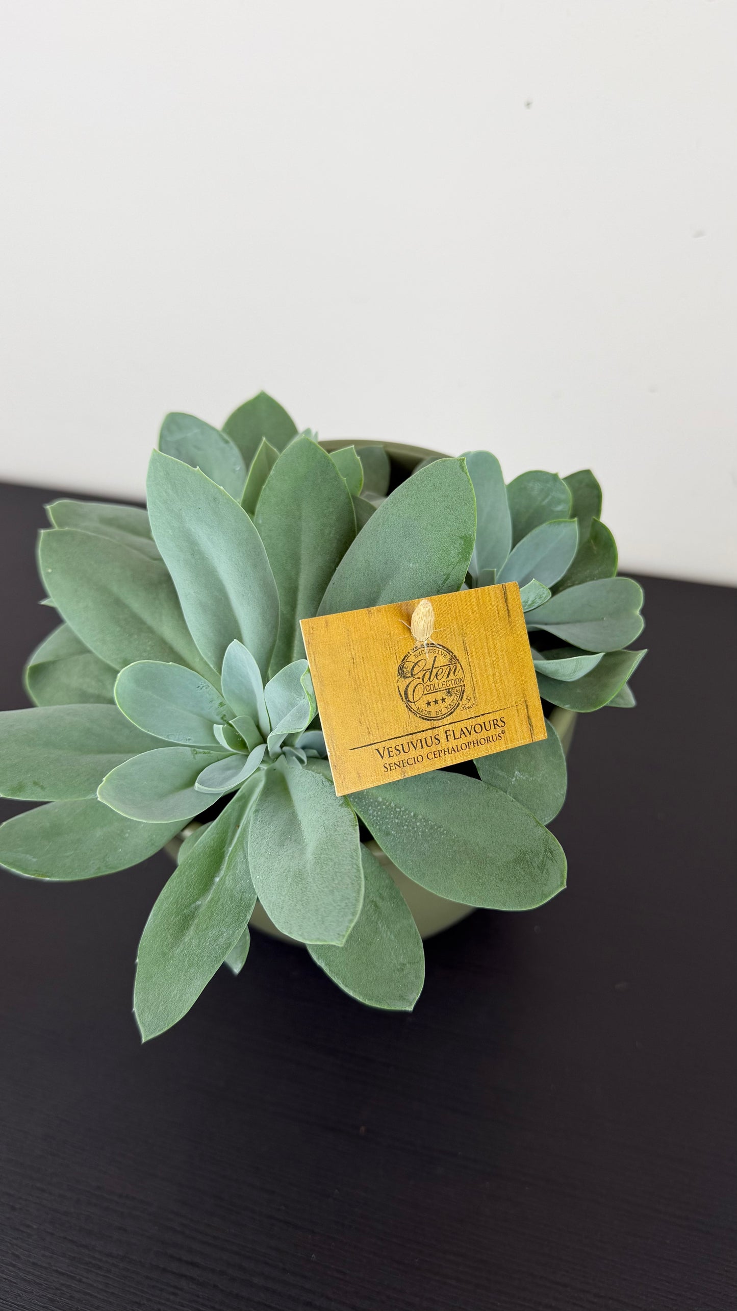 Senecio Cephalophorus