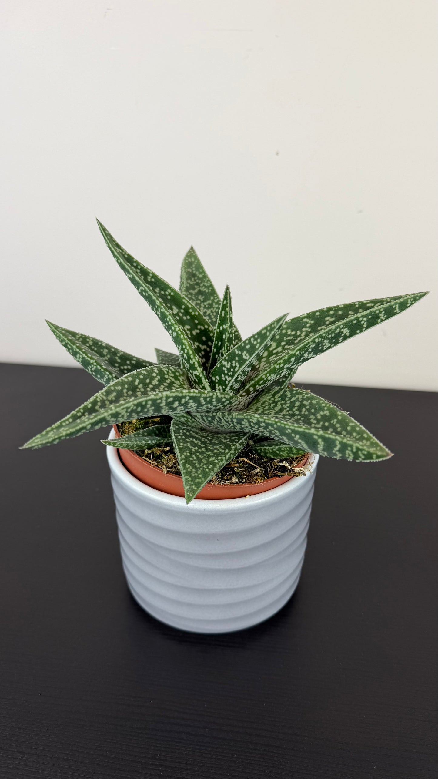 Gasteraloe Aveo