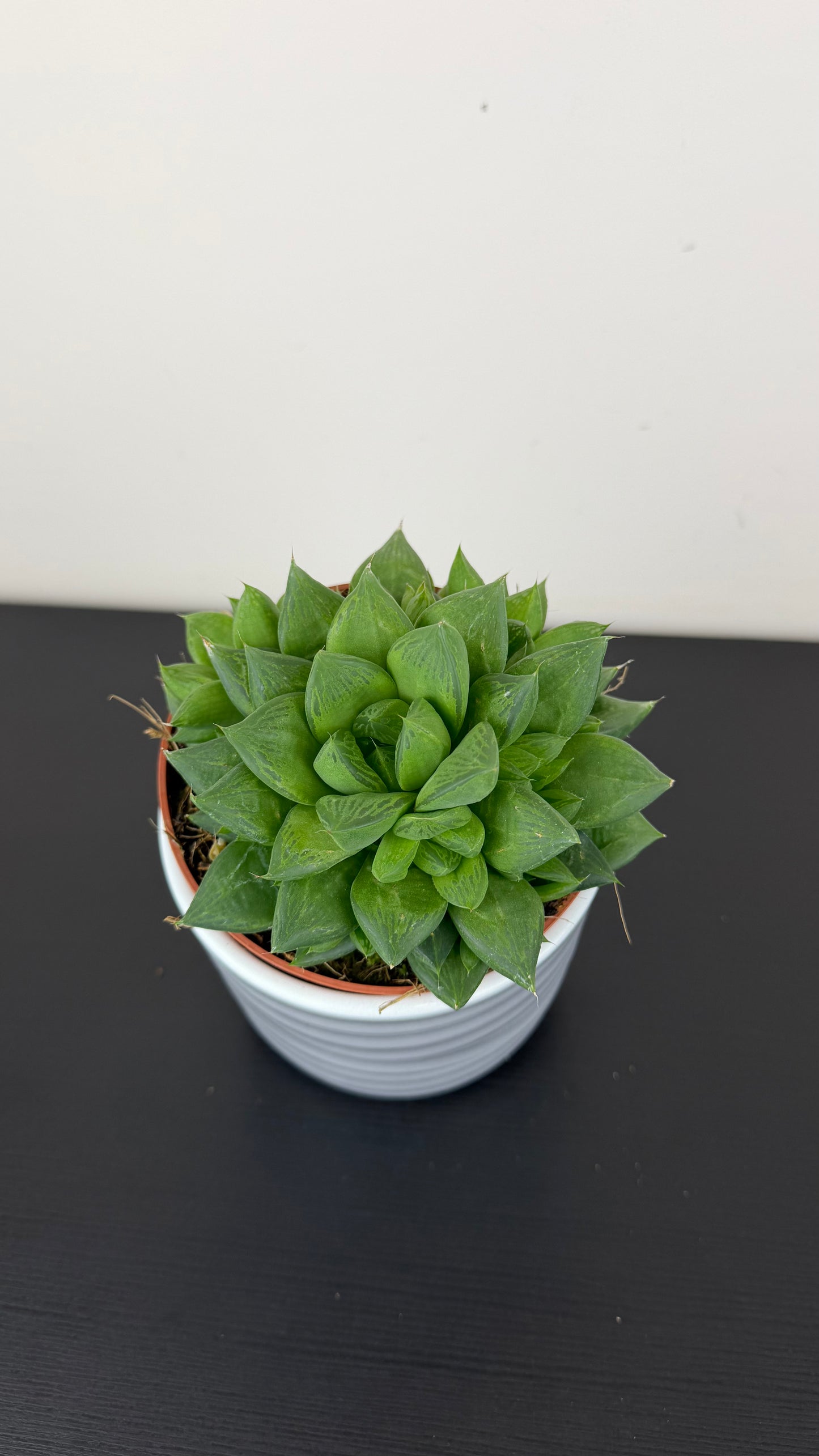 Haworthia cymbiformis