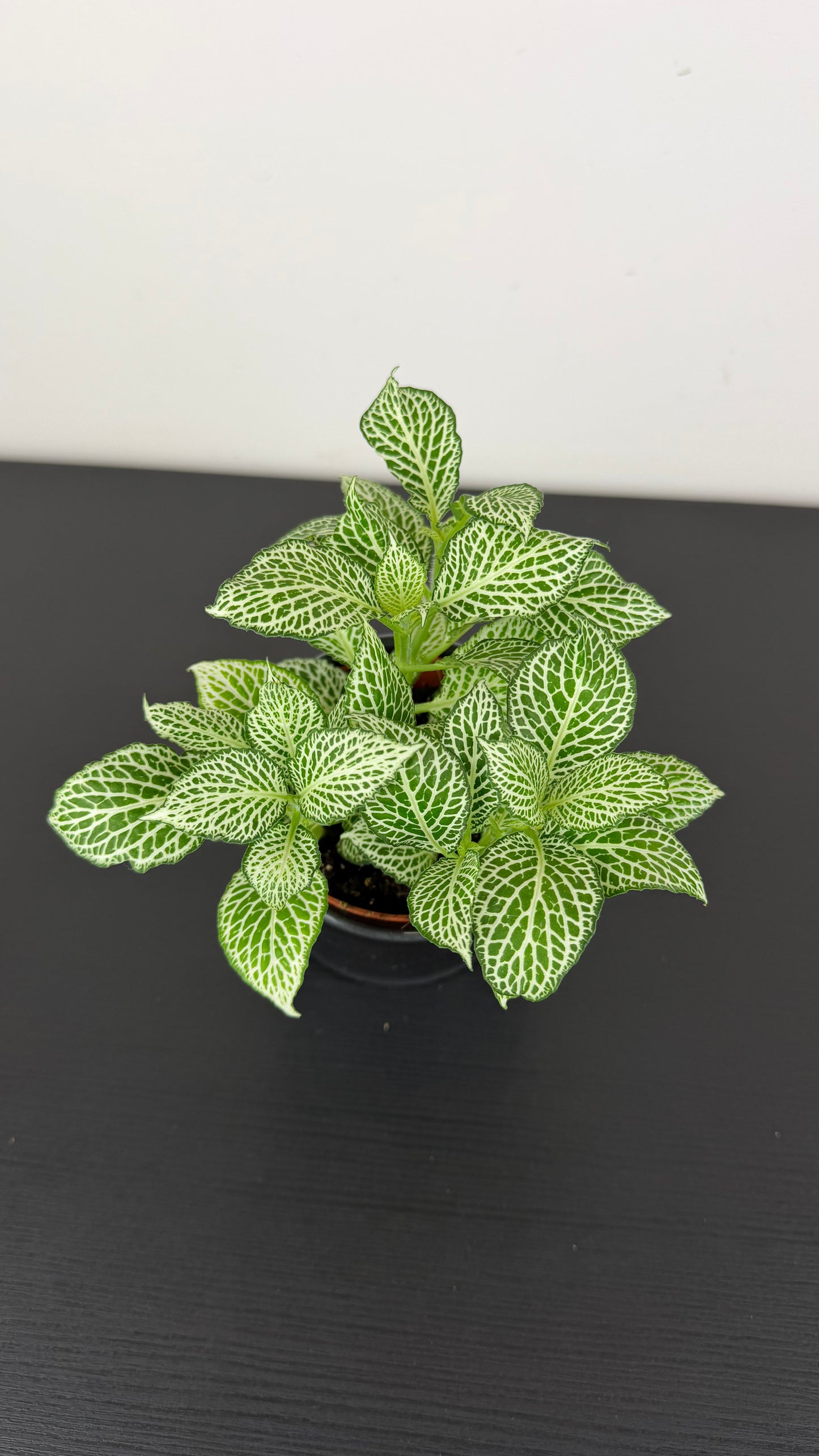 Fittonia 10
