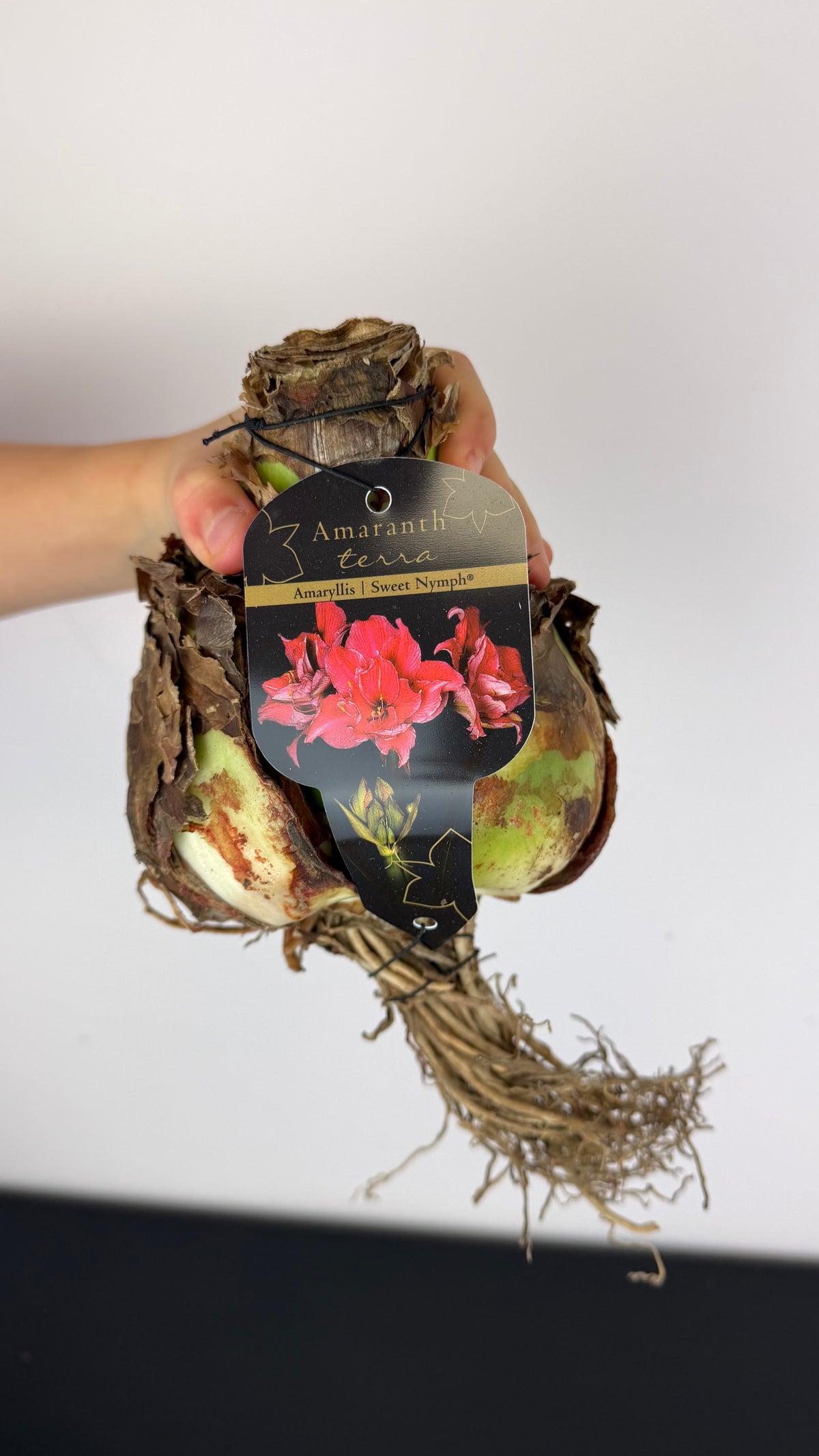 Hippeastrum Sweet Nymph