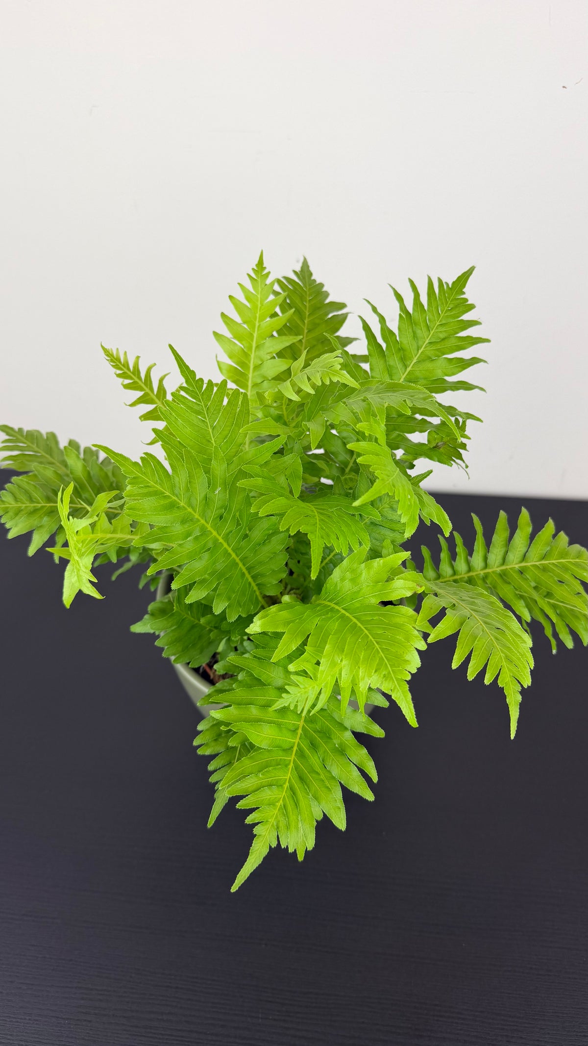 Blechnum Silver Lady