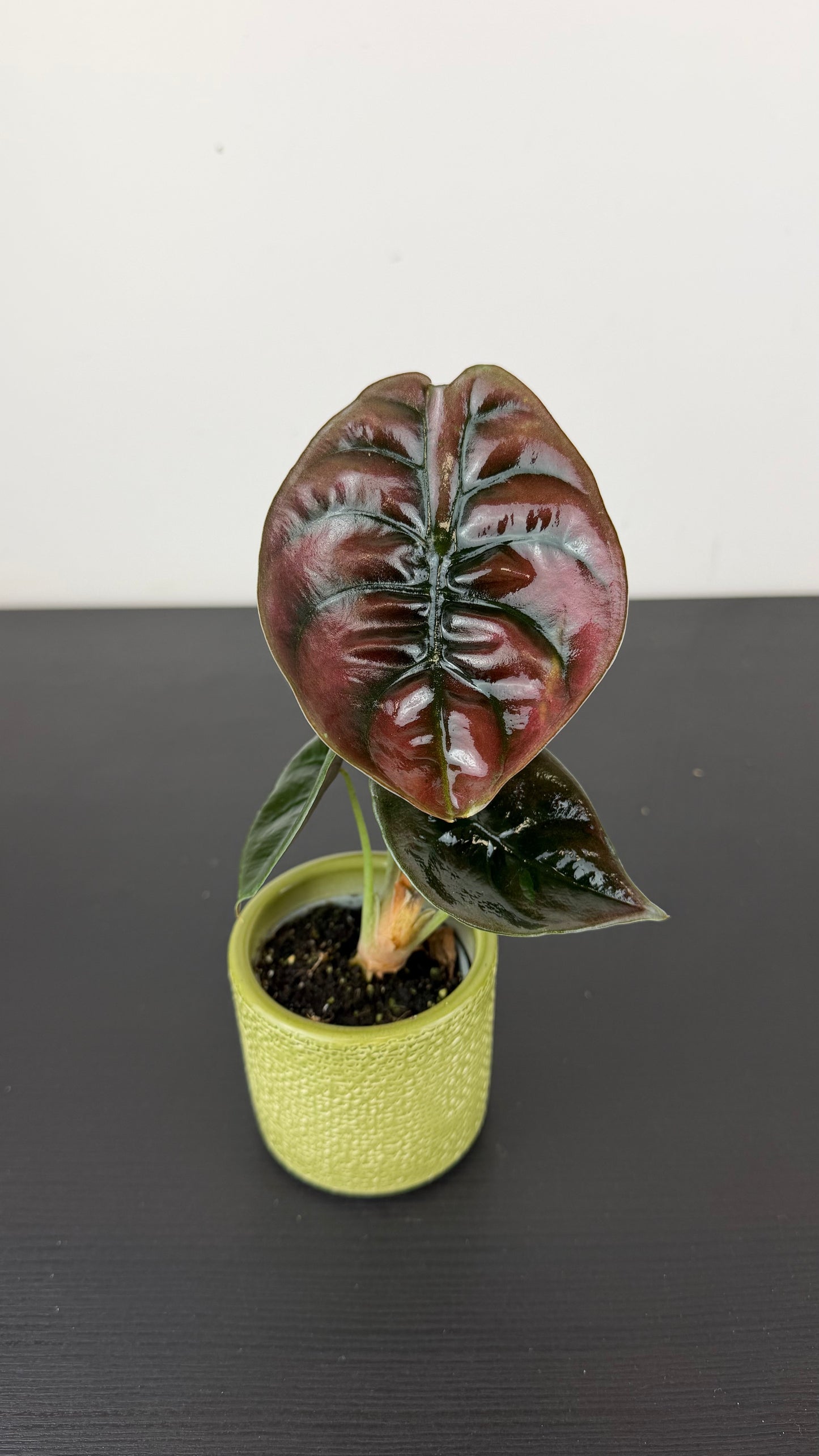 Alocasia cuprea 'Red Secret'