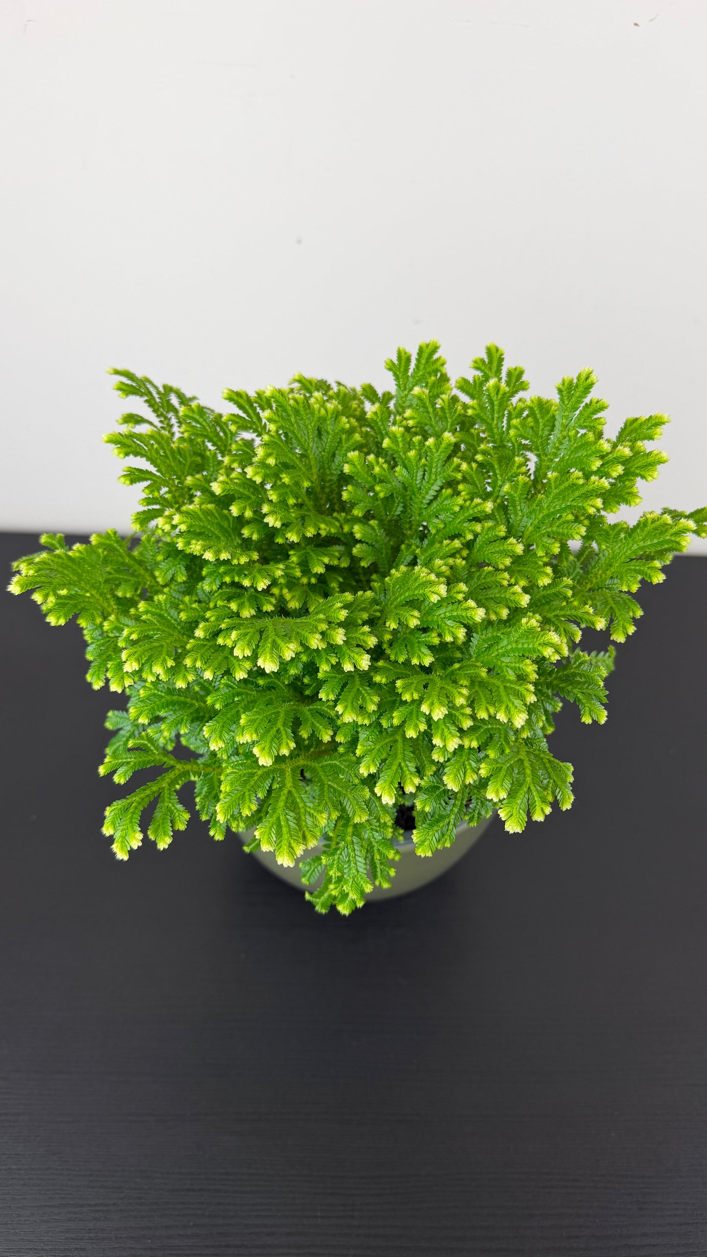Selaginella Martensii Jori White